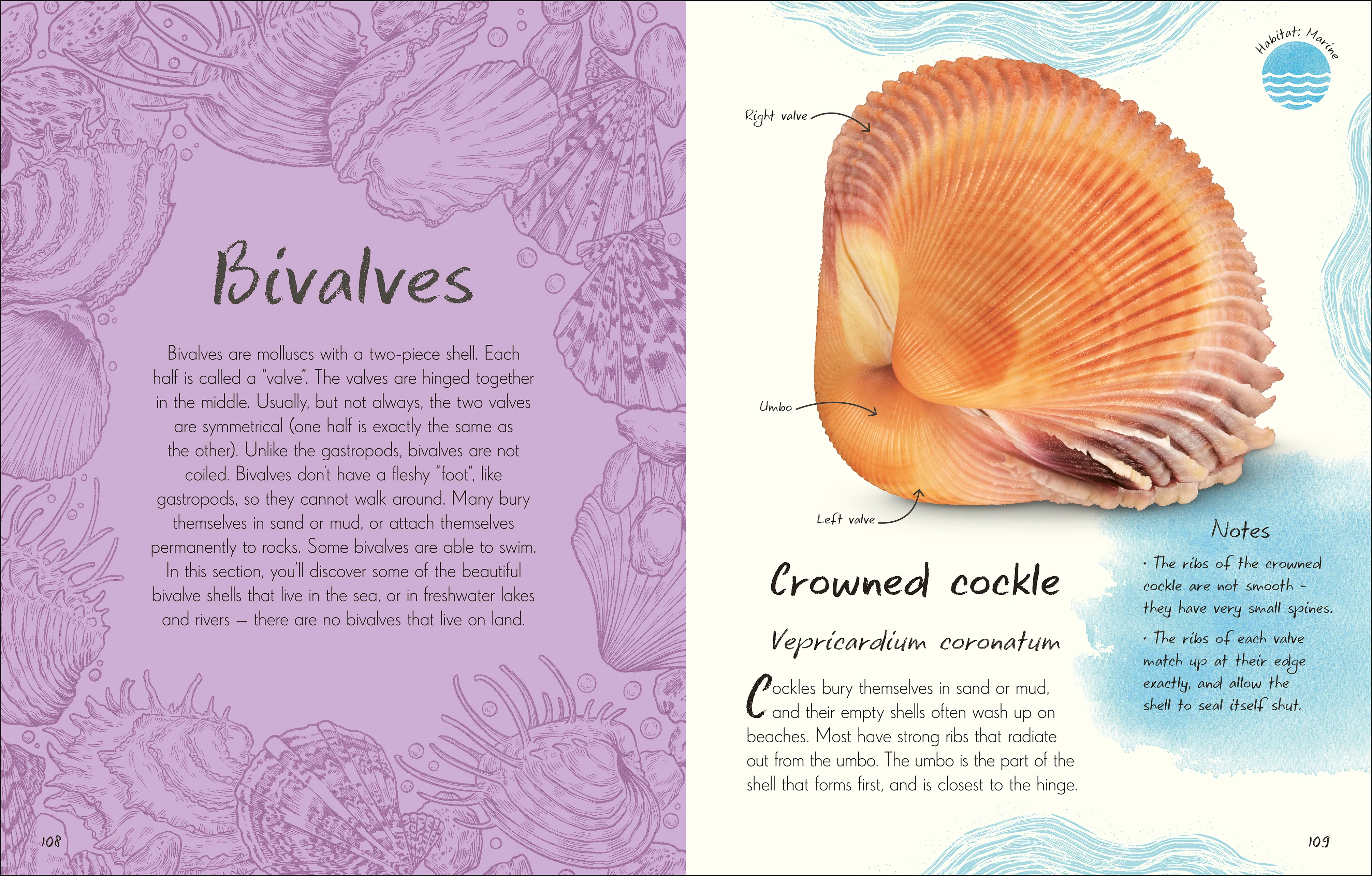 An Anthology of Shells - Image 6