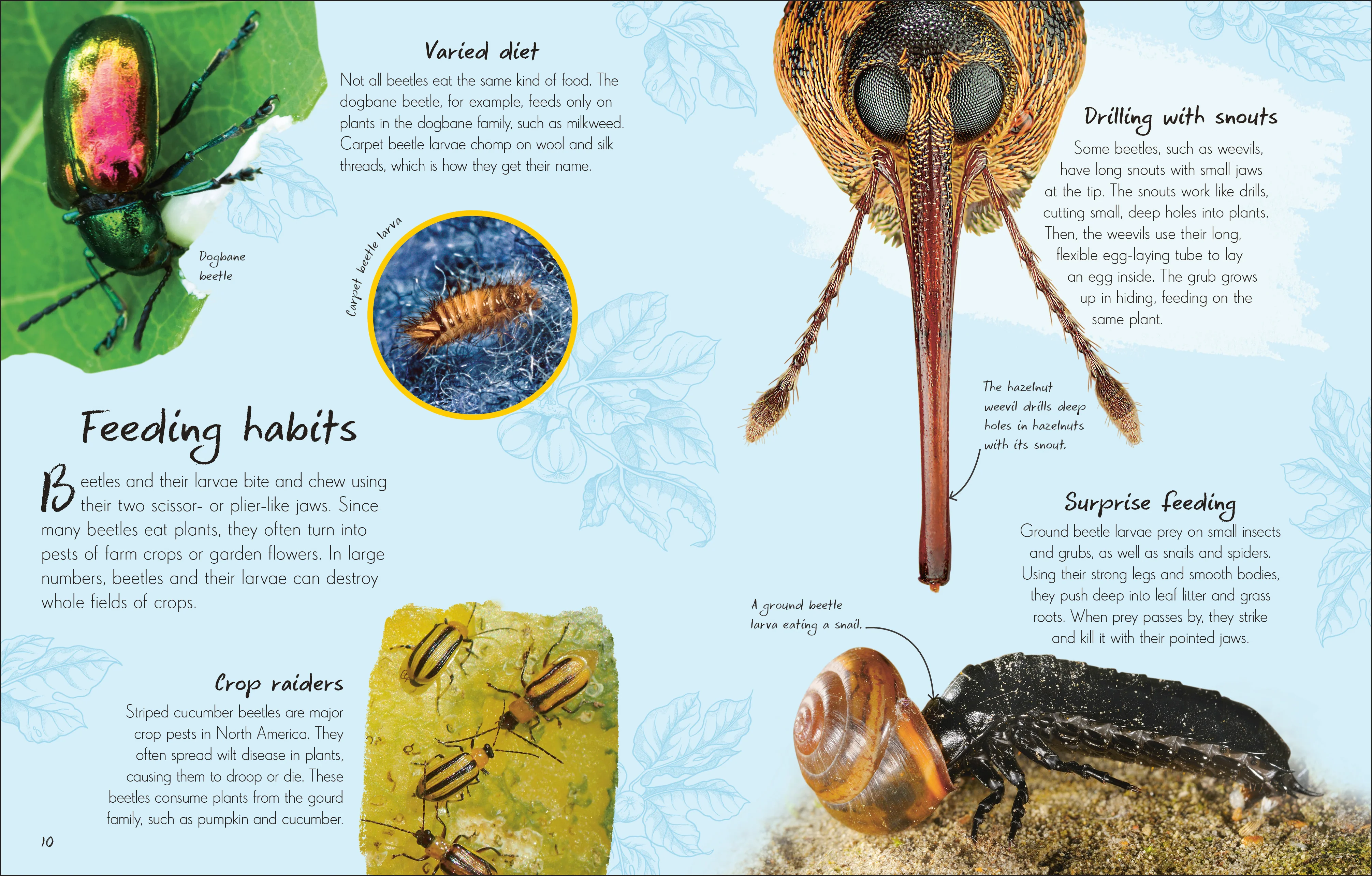 An Anthology of Beetles - Image 4