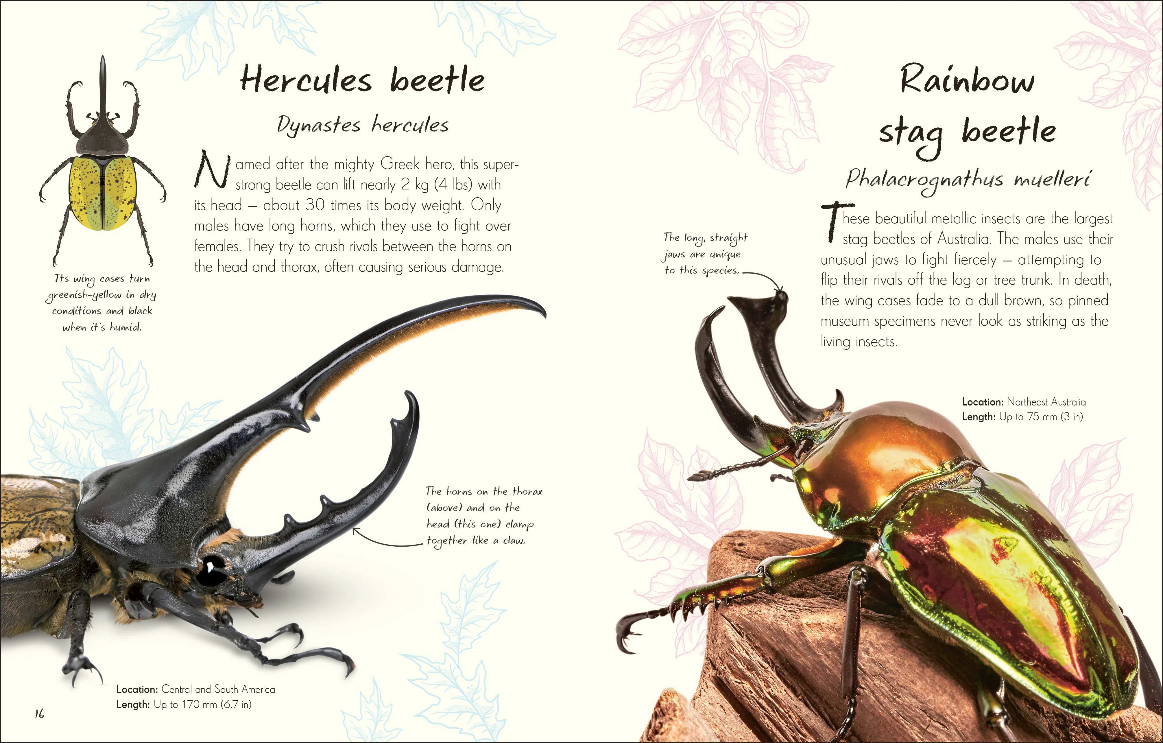 An Anthology of Beetles - Image 6