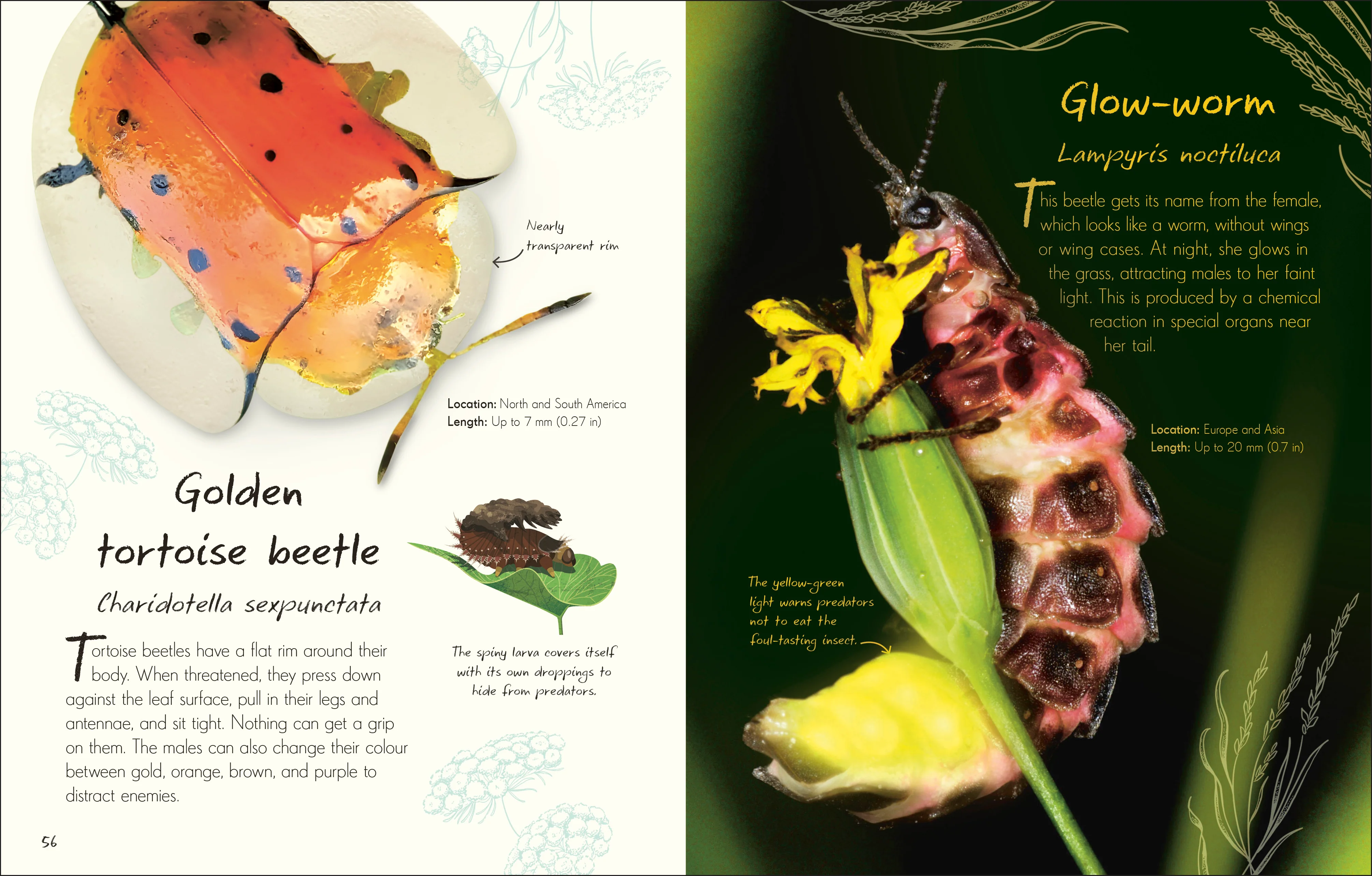 An Anthology of Beetles - Image 7