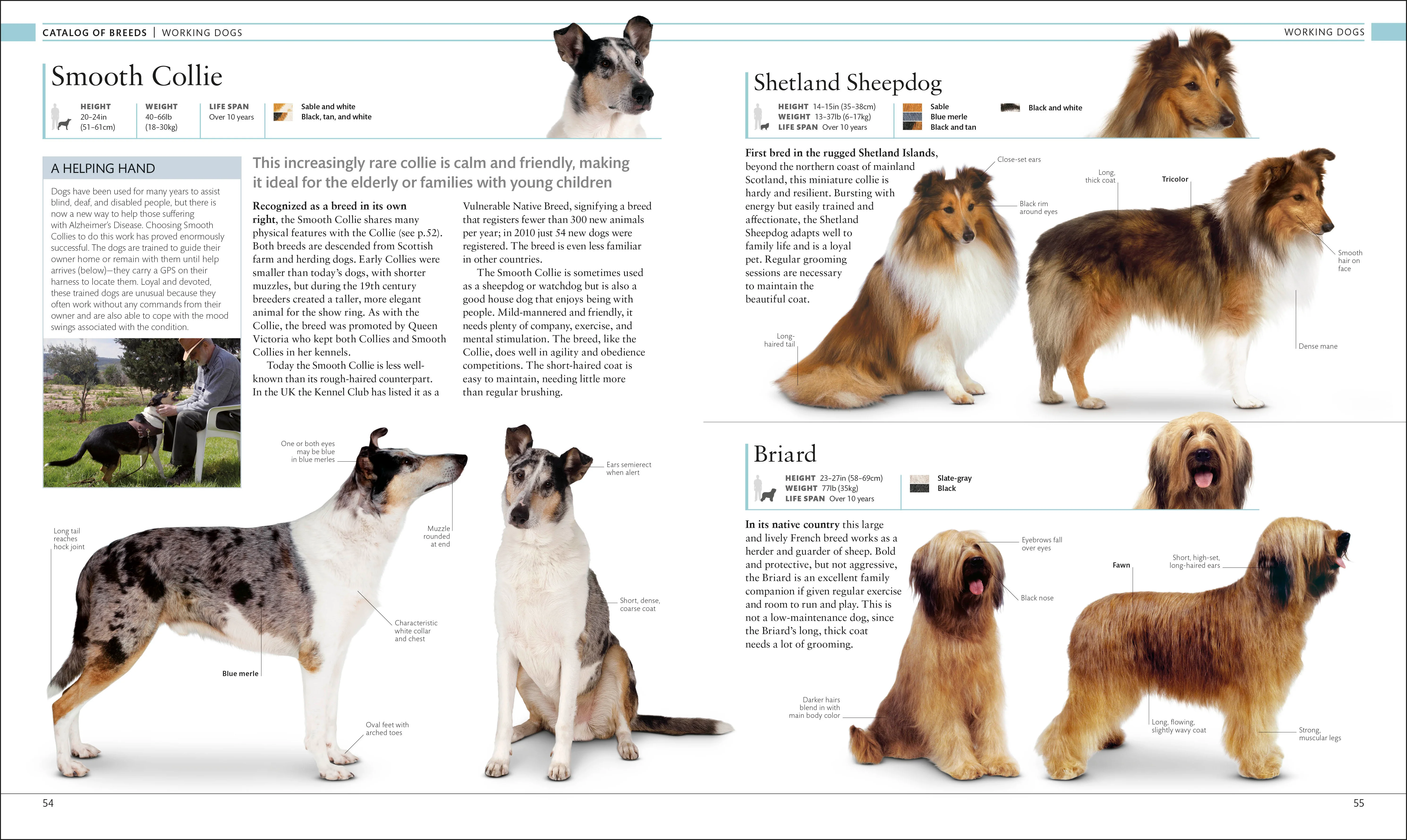 The Dog Encyclopedia - Image 3