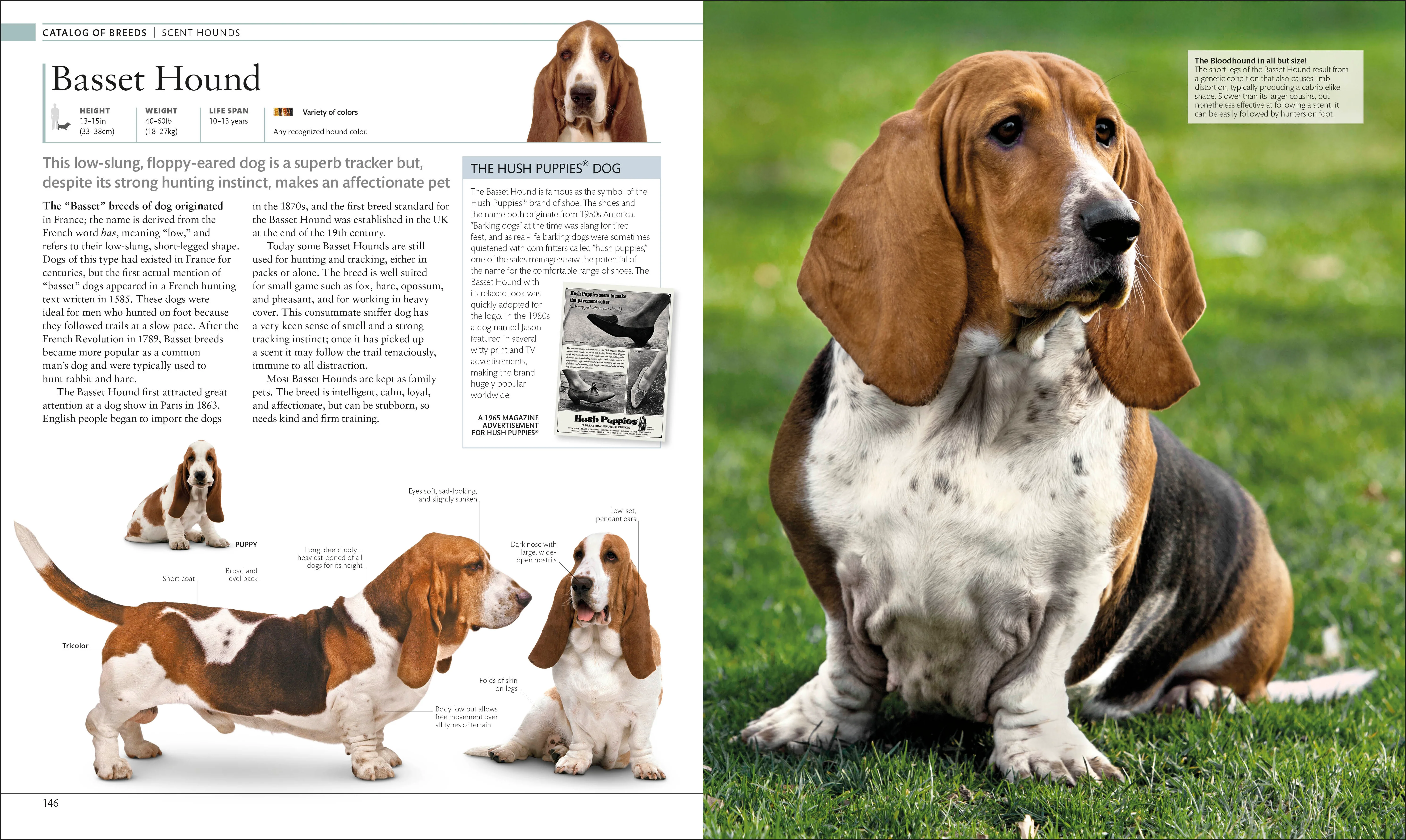 The Dog Encyclopedia - Image 6