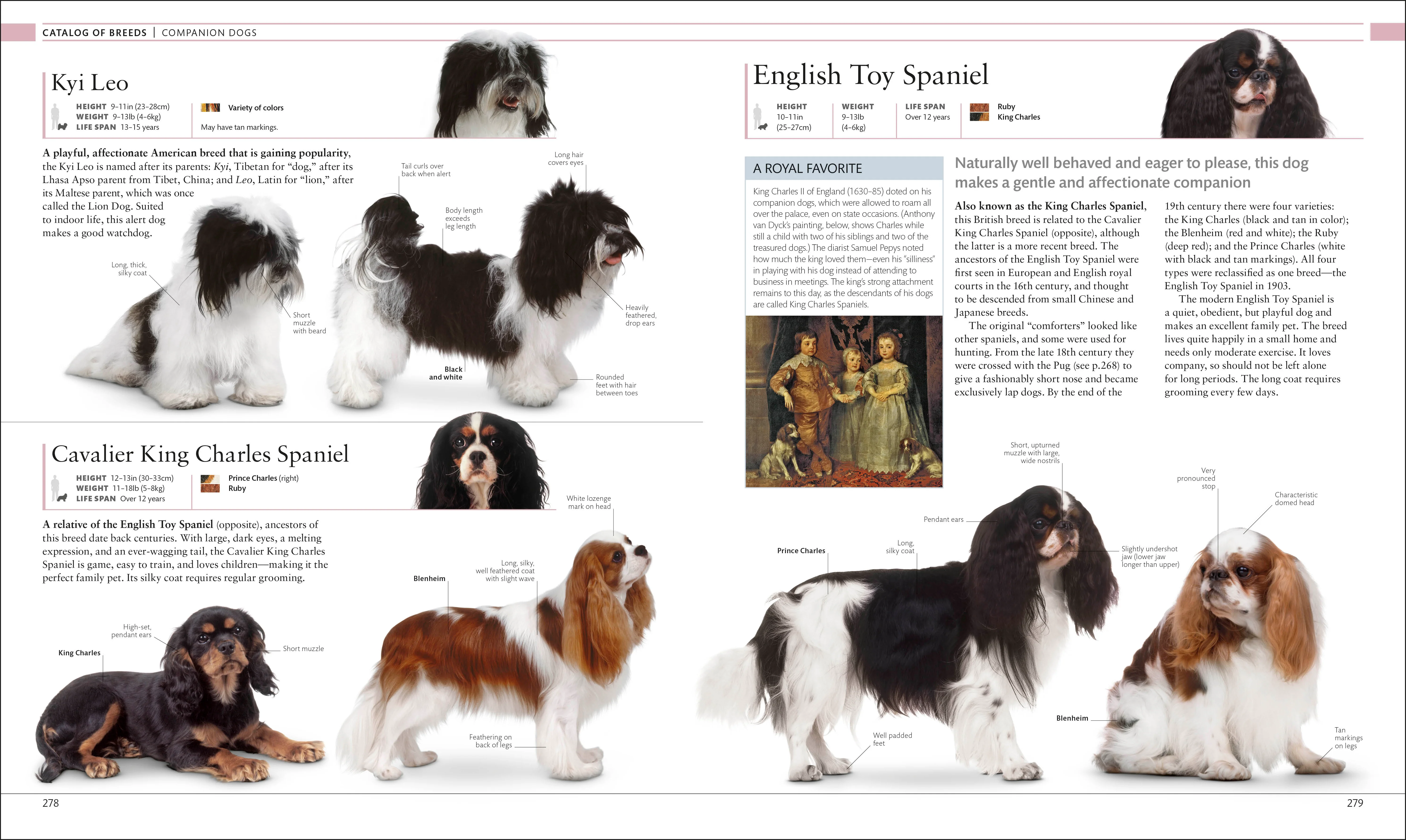 The Dog Encyclopedia - Image 8