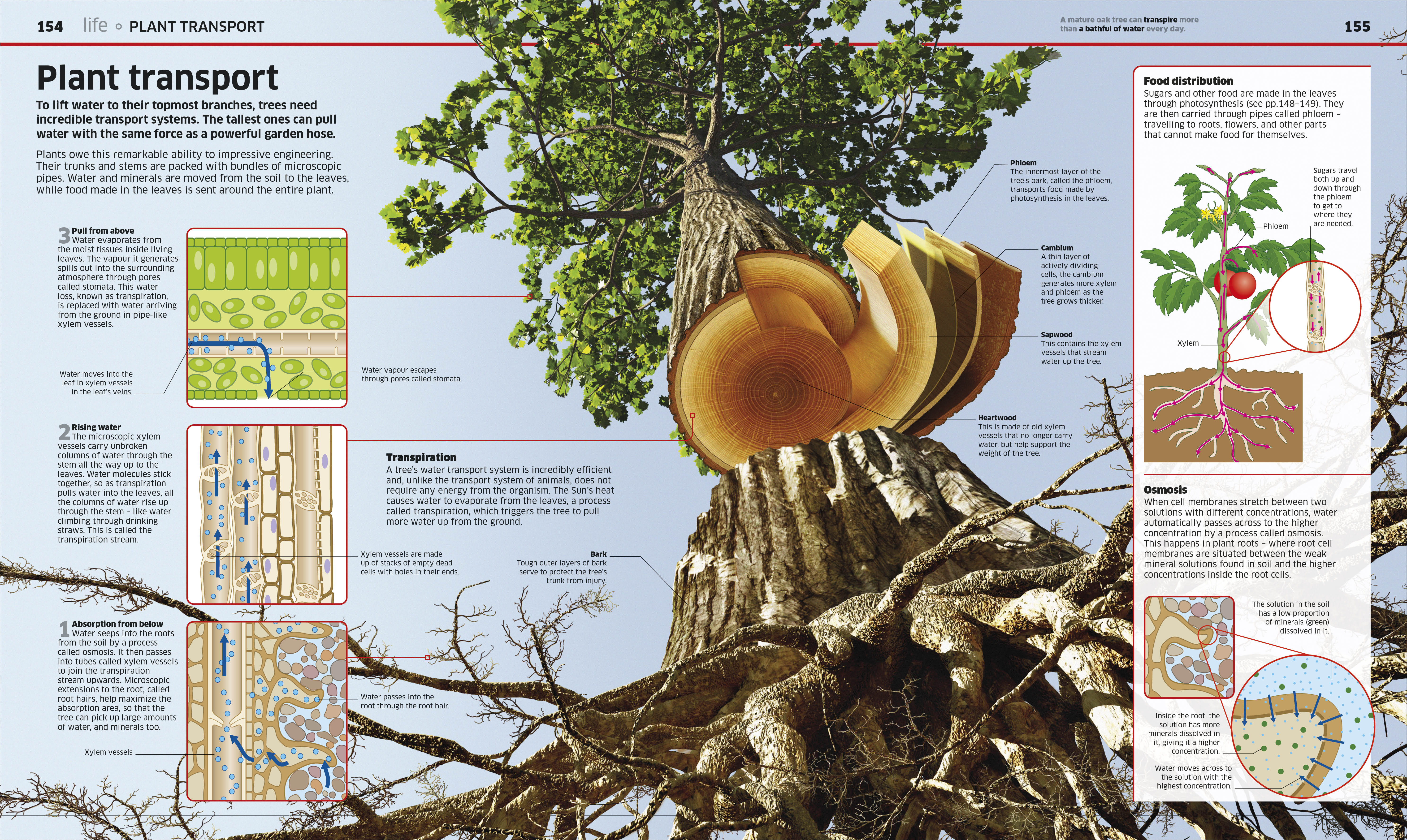 Knowledge Encyclopedia Science, 2nd Edition - Image 5