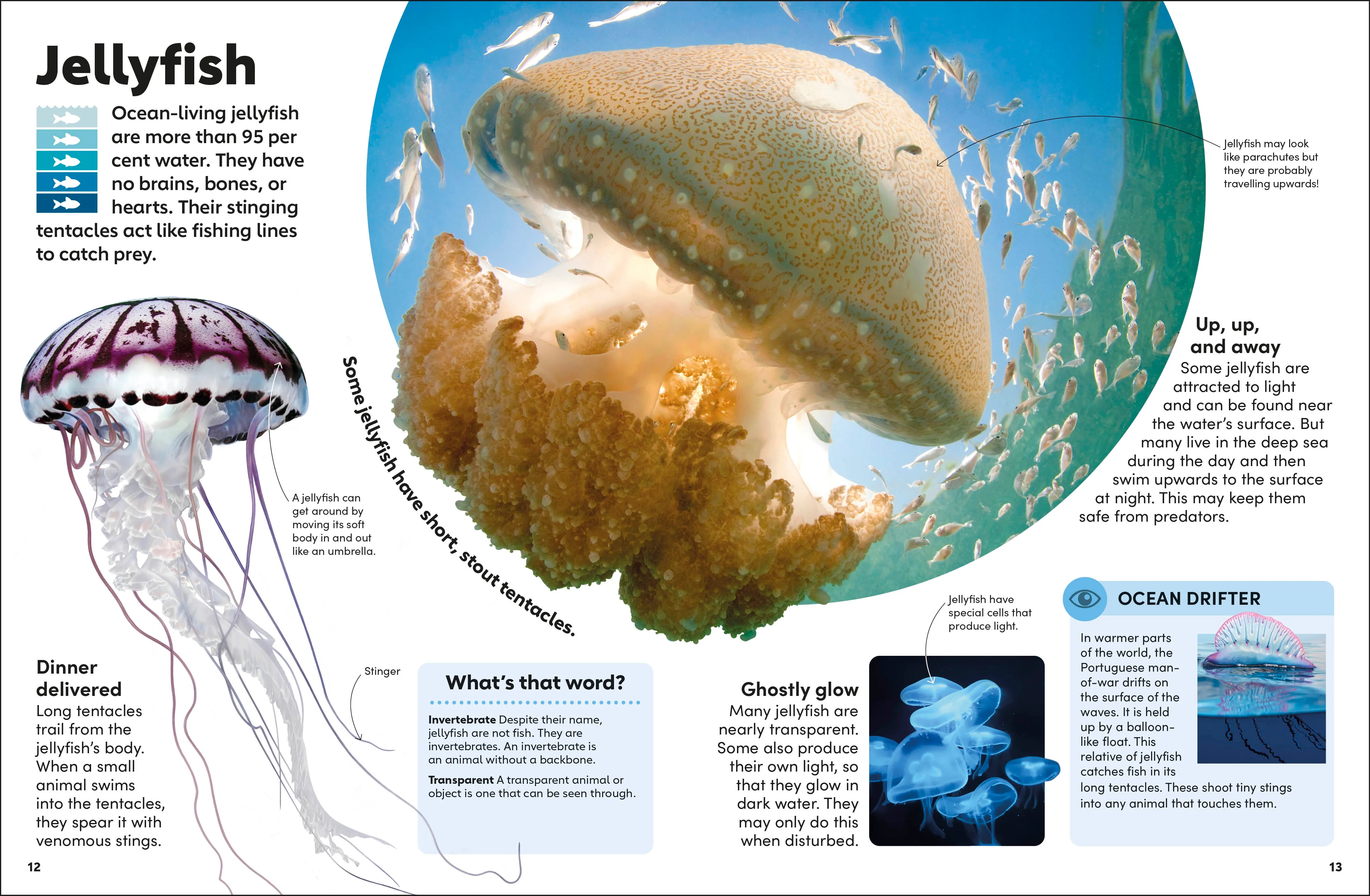 Eyewonder Oceans - Image 2