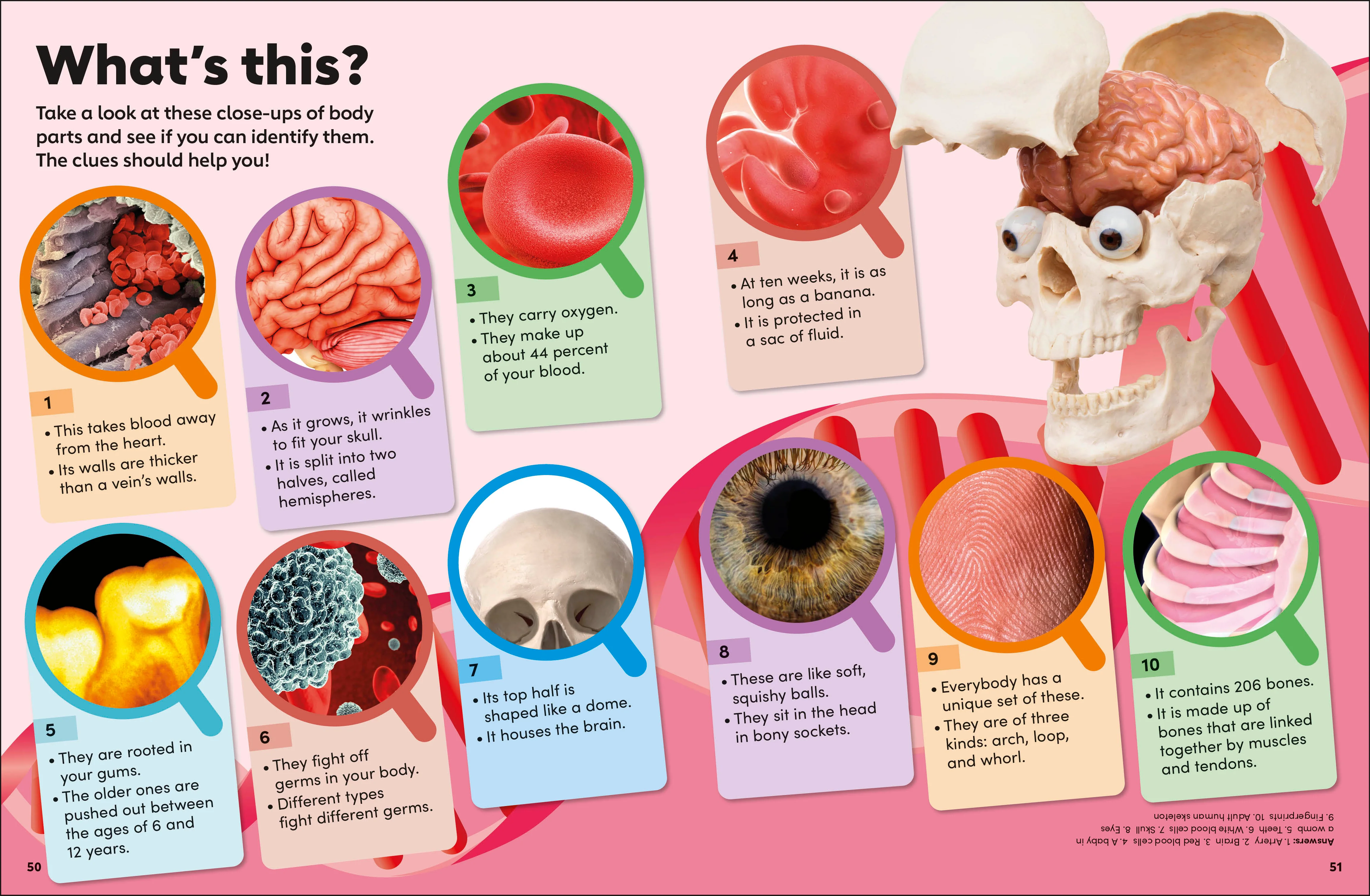 Eyewonder Human Body - Image 7