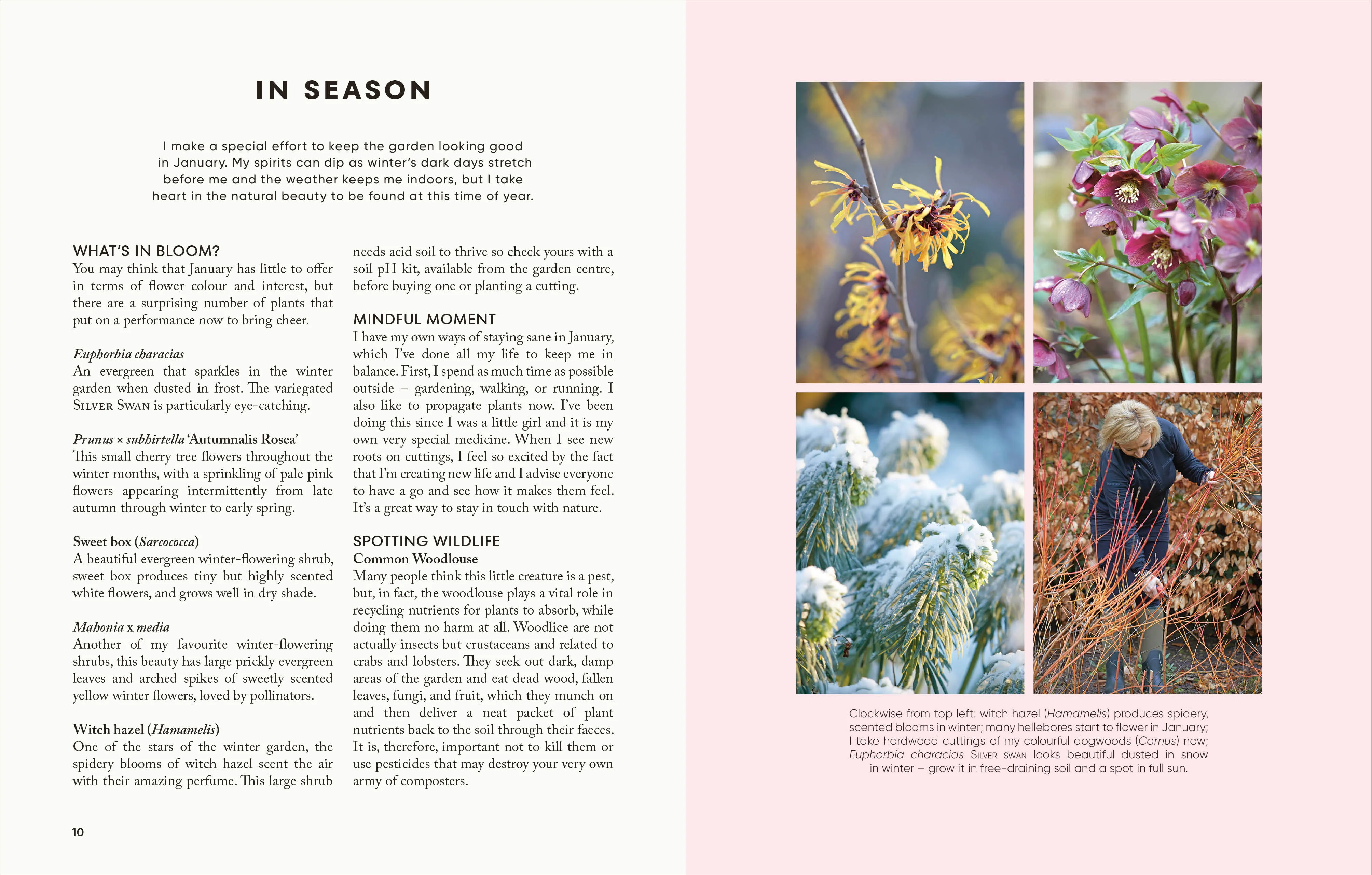 The Money-Saving Garden Year - Image 3