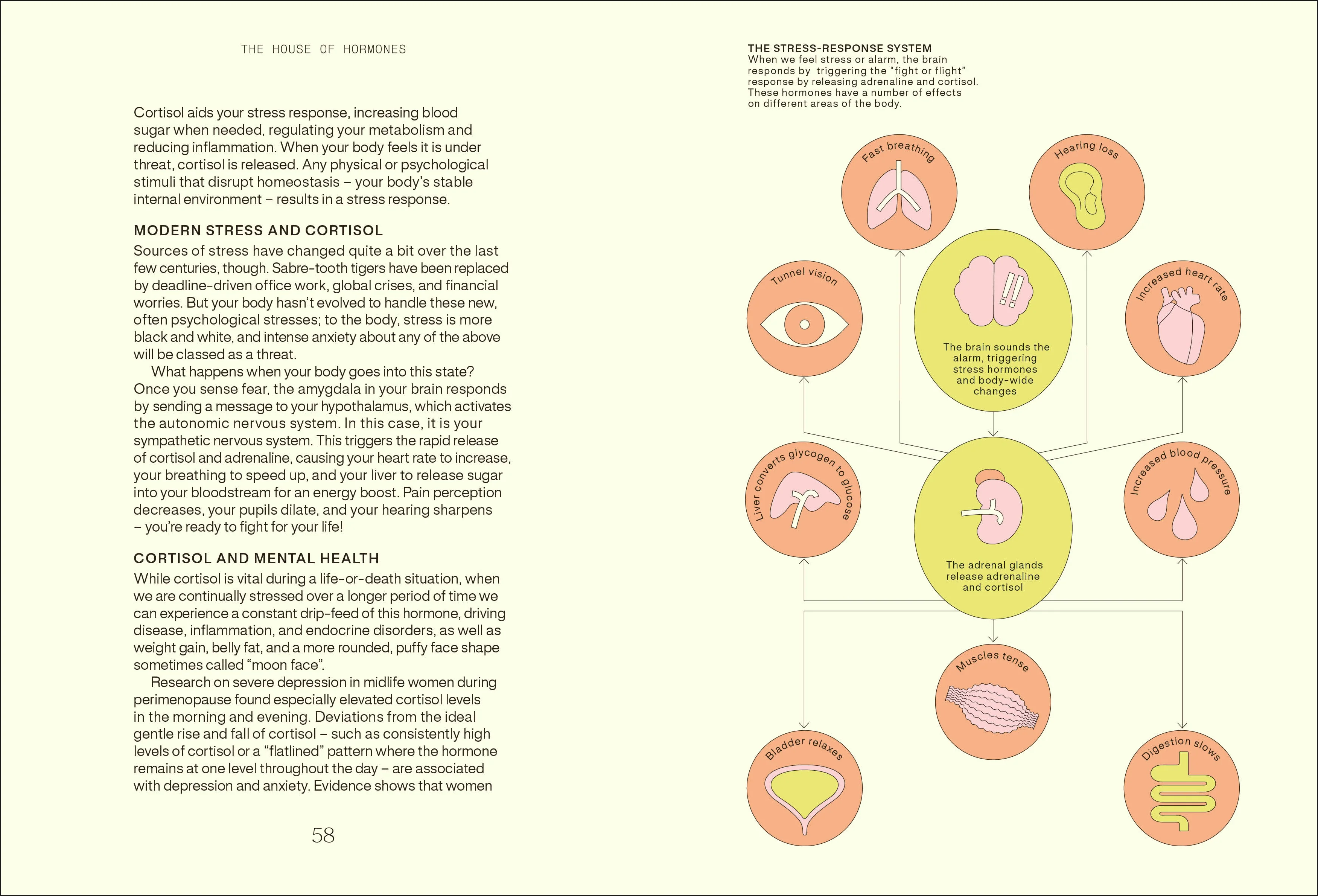 Everything I Know About Hormones - Image 5