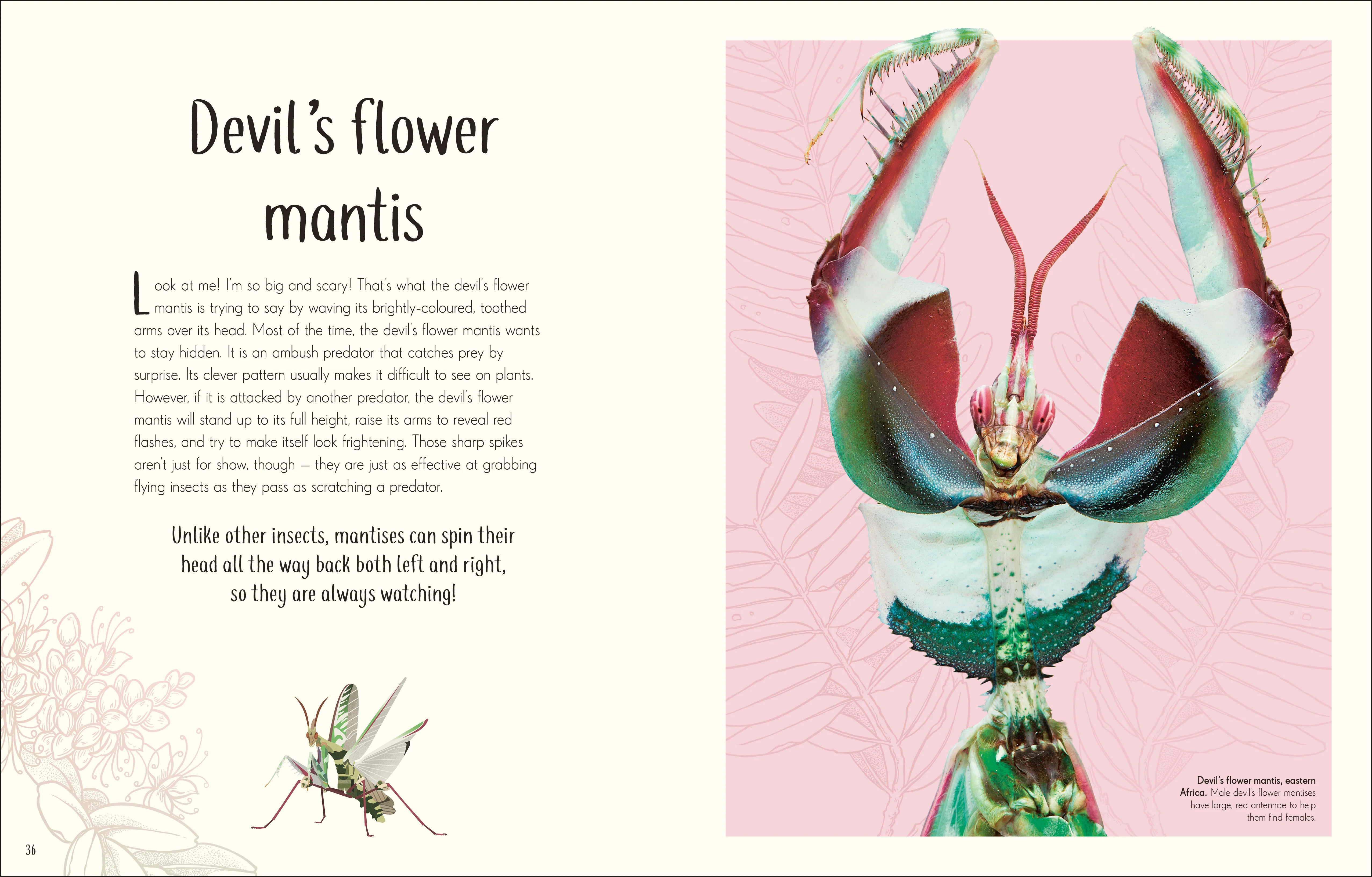 An Anthology of Remarkable Bugs - Image 3