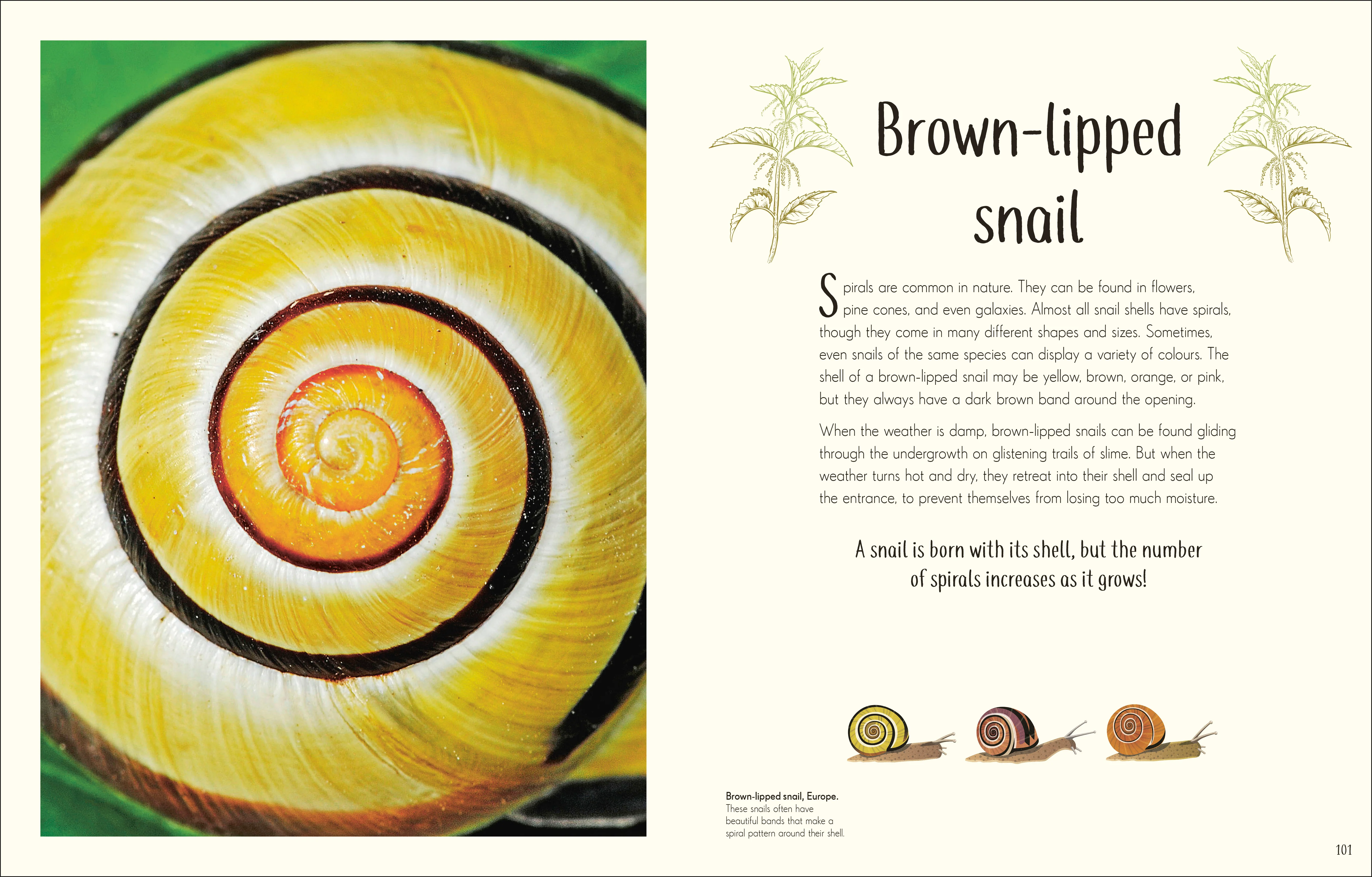 An Anthology of Remarkable Bugs - Image 6