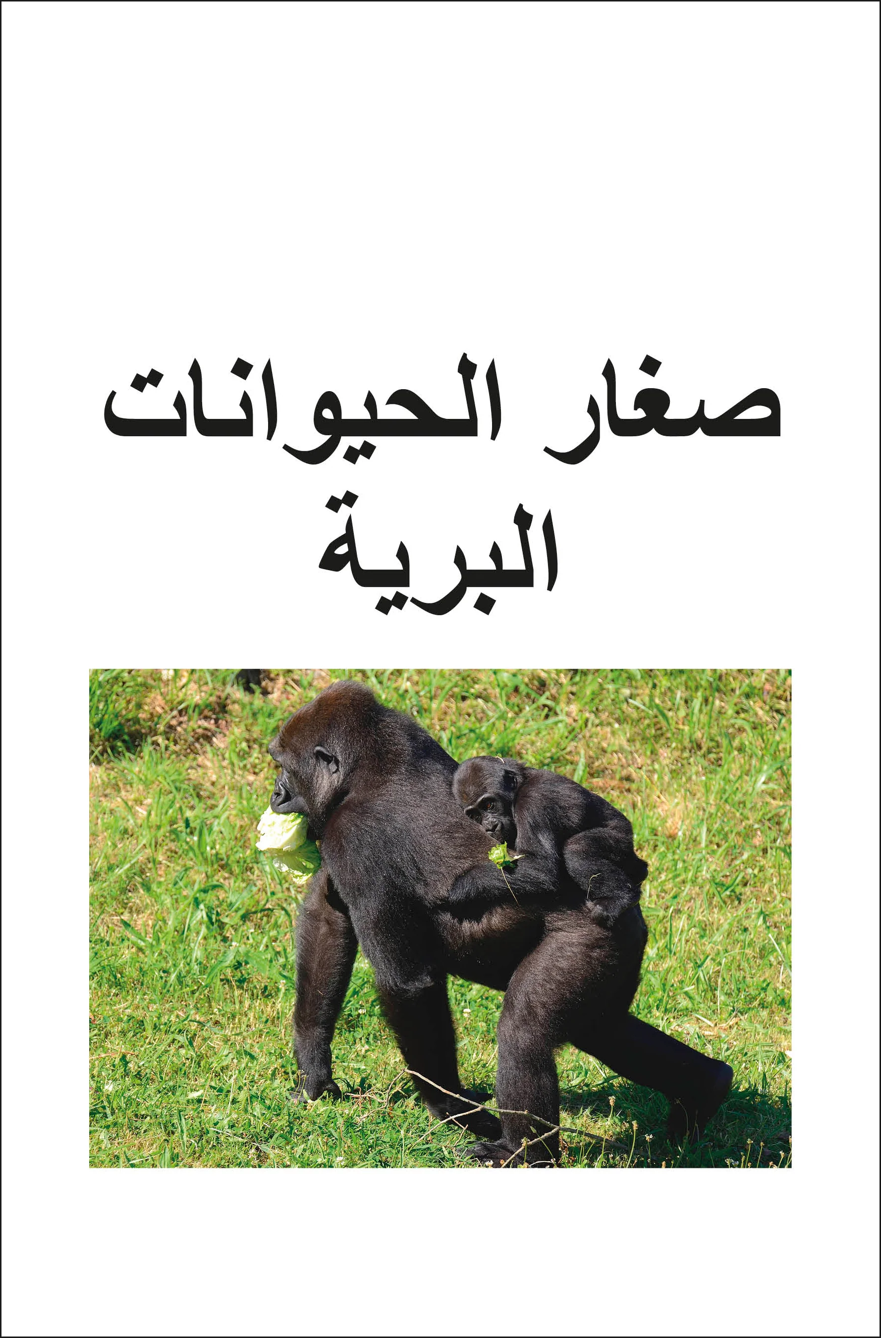 DK Super Readers Level 2 Wild Baby Animals (Arabic translation) - Image 2