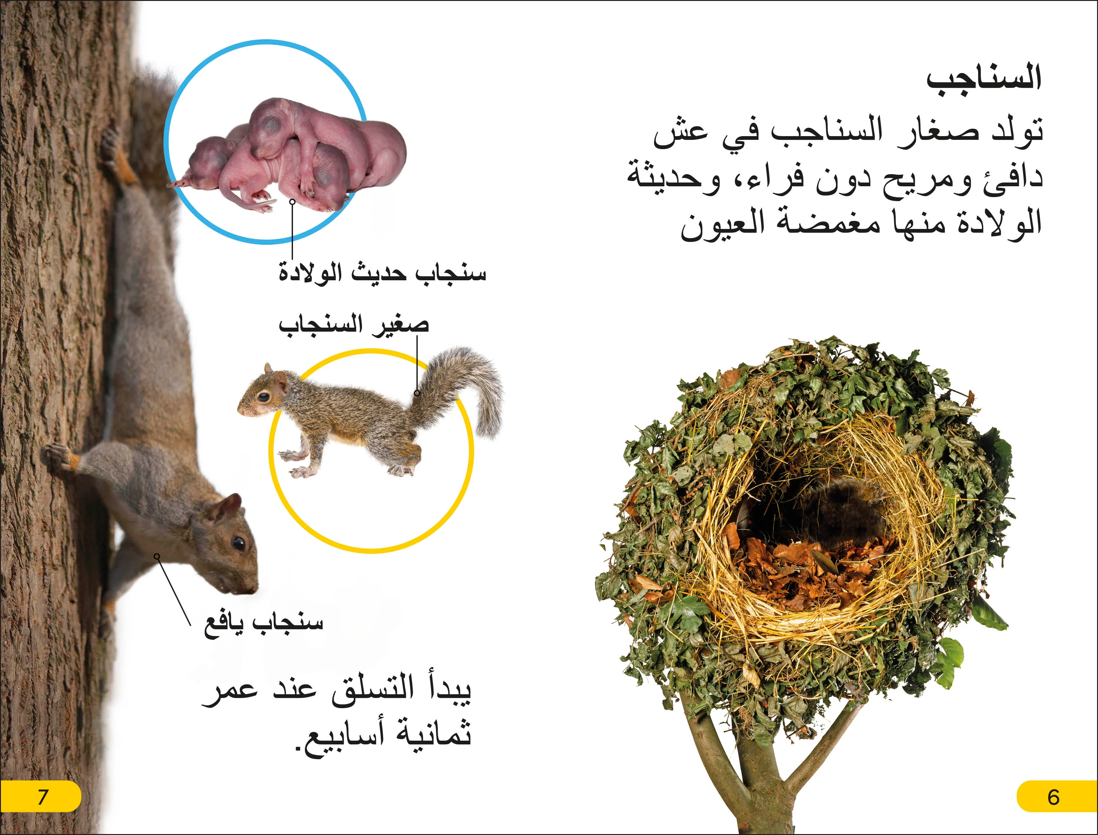 DK Super Readers Level 2 Wild Baby Animals (Arabic translation) - Image 3