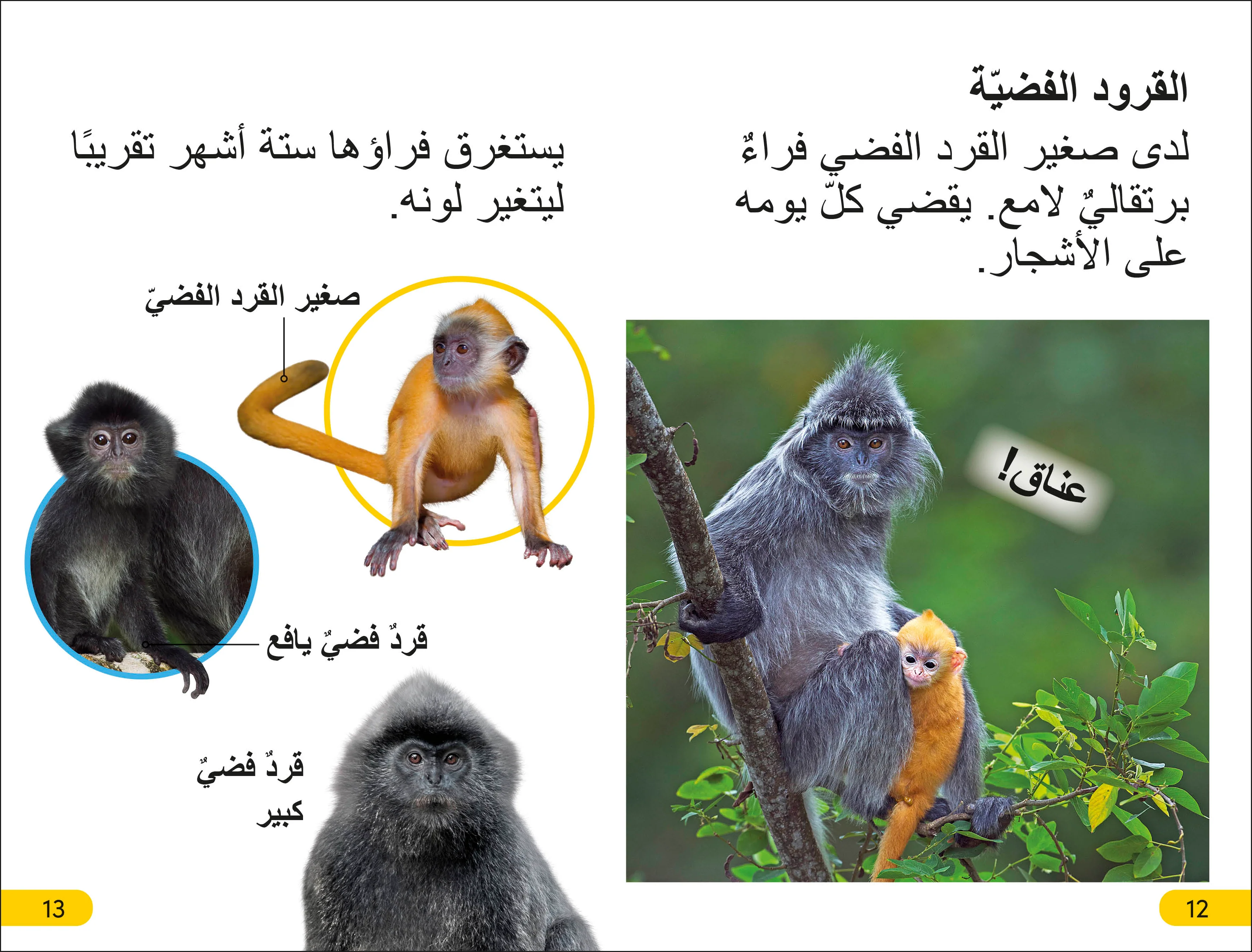 DK Super Readers Level 2 Wild Baby Animals (Arabic translation) - Image 4