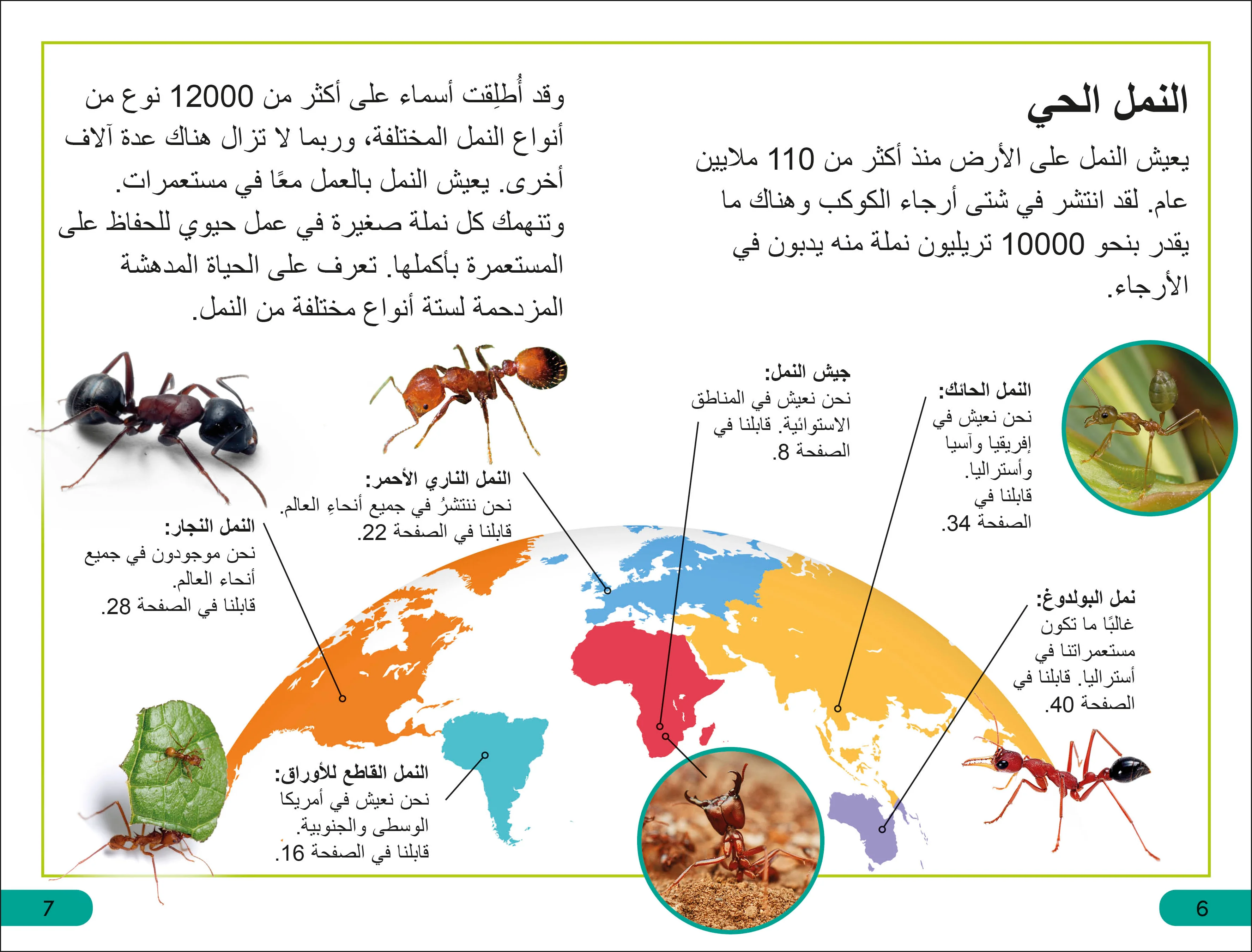 DK Super Readers Level 3 Ant Antics (Arabic translation) - Image 3