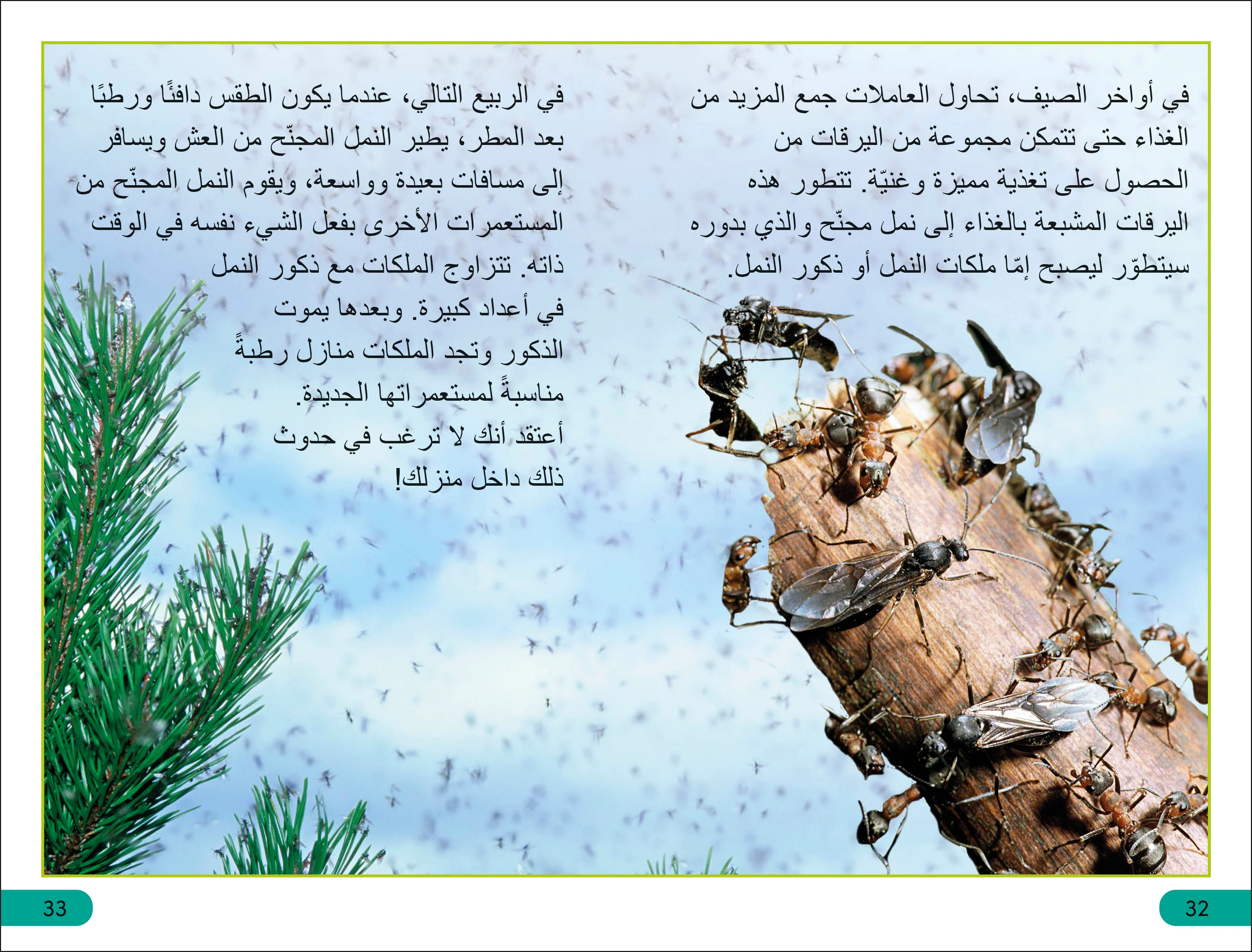 DK Super Readers Level 3 Ant Antics (Arabic translation) - Image 4