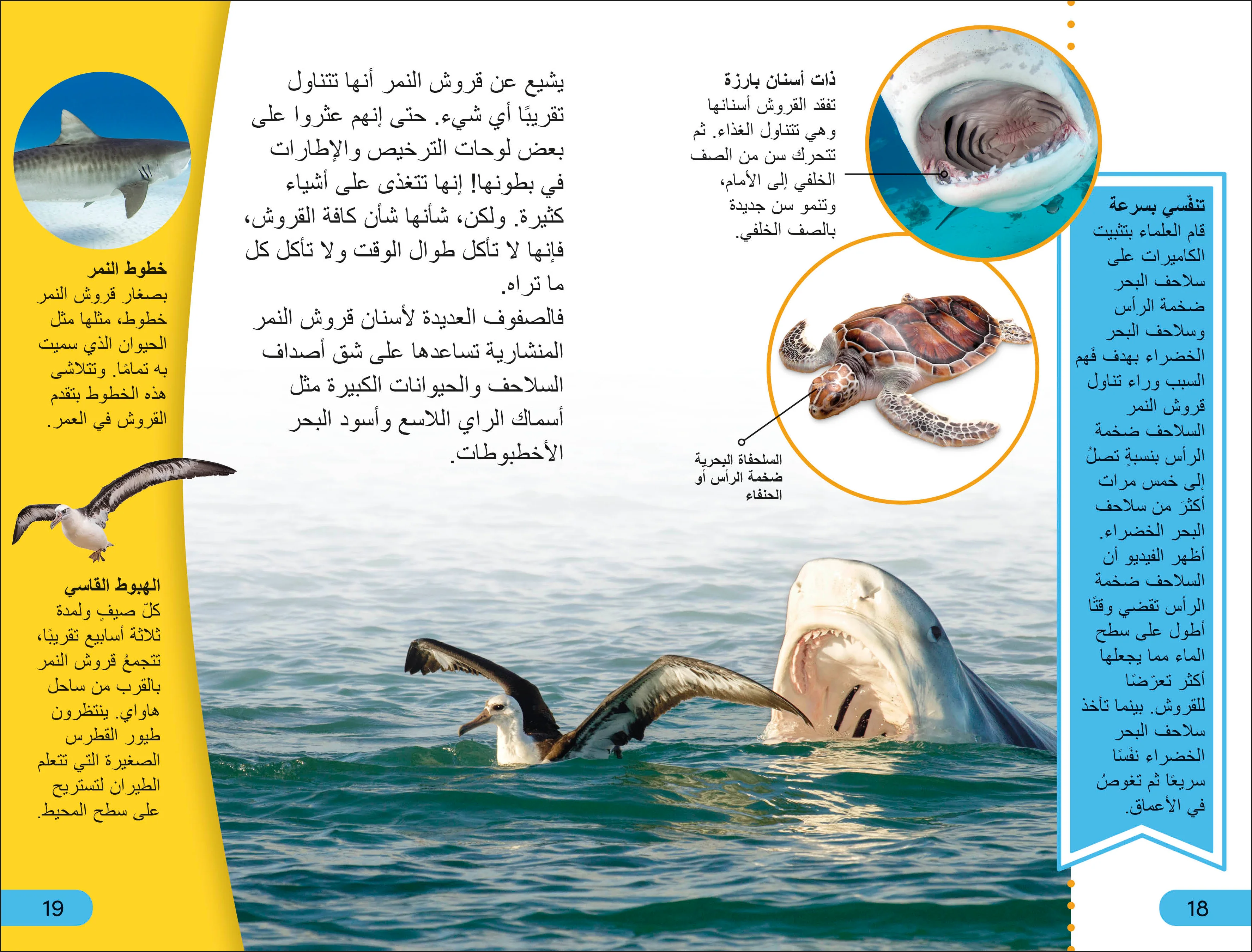 DK Super Readers Level 4 Shark Apex Predator (Arabic translation) - Image 3