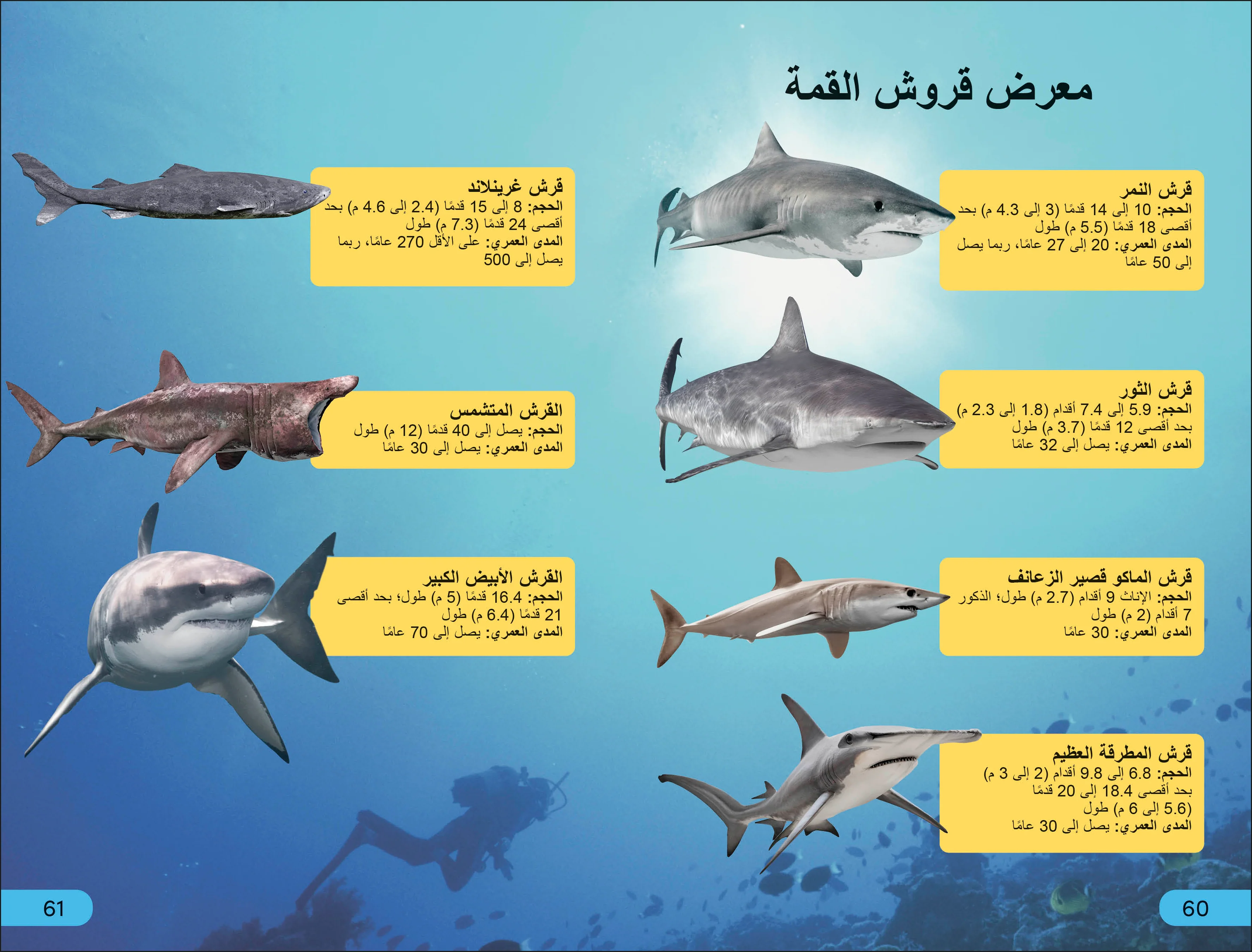 DK Super Readers Level 4 Shark Apex Predator (Arabic translation) - Image 4