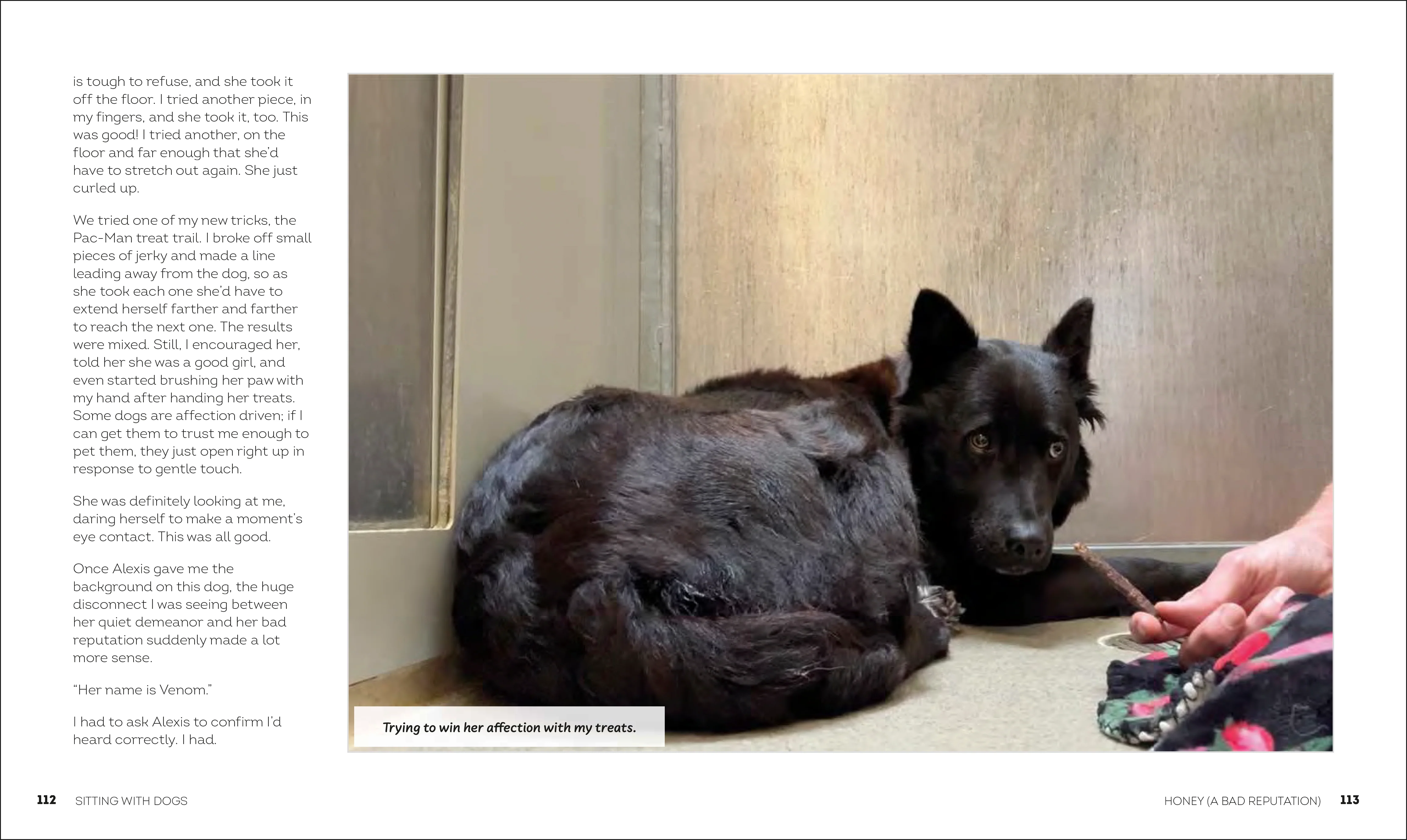 Sitting with Dogs - Image 6