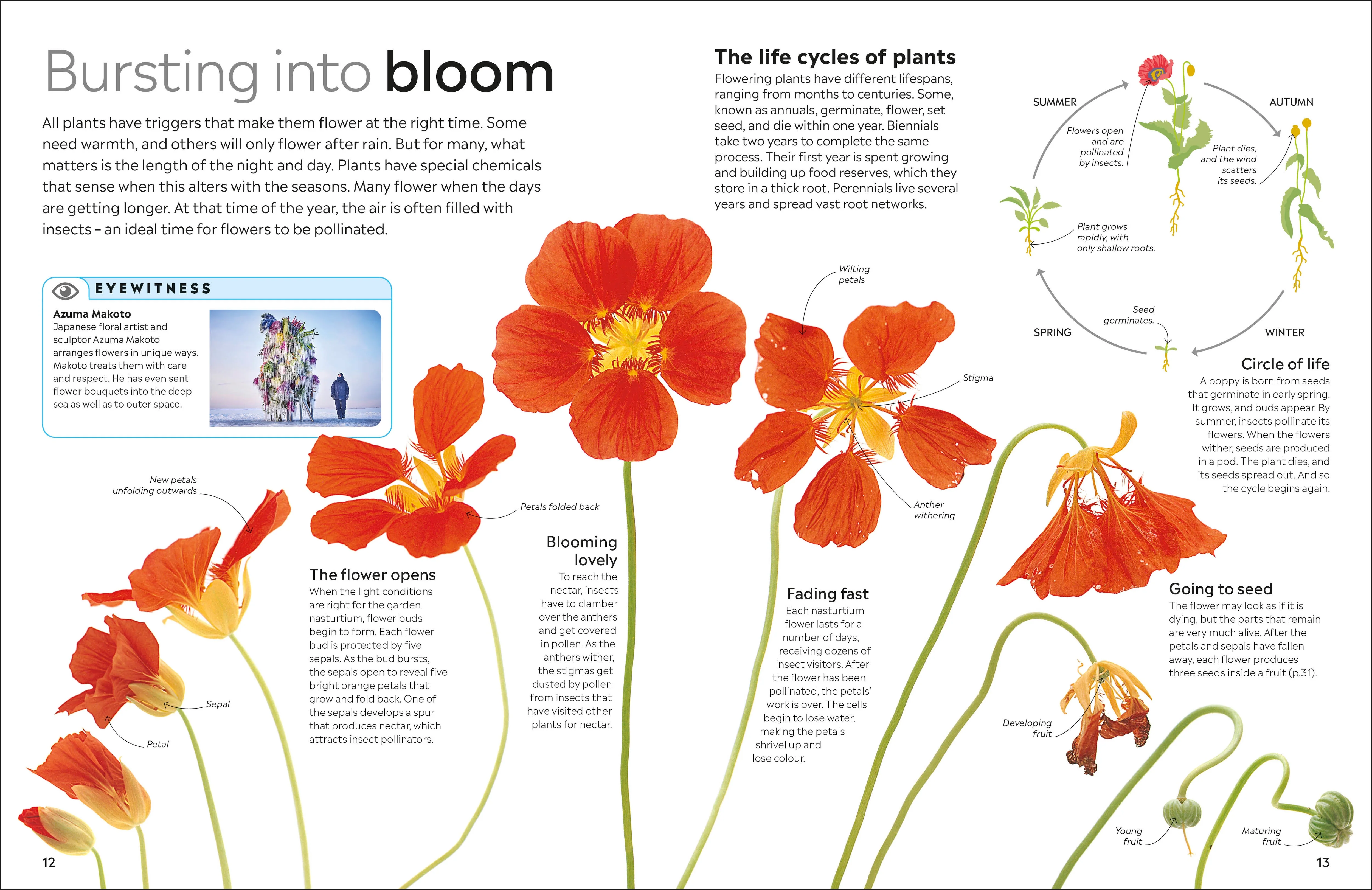 Eyewitness Plant - Image 2