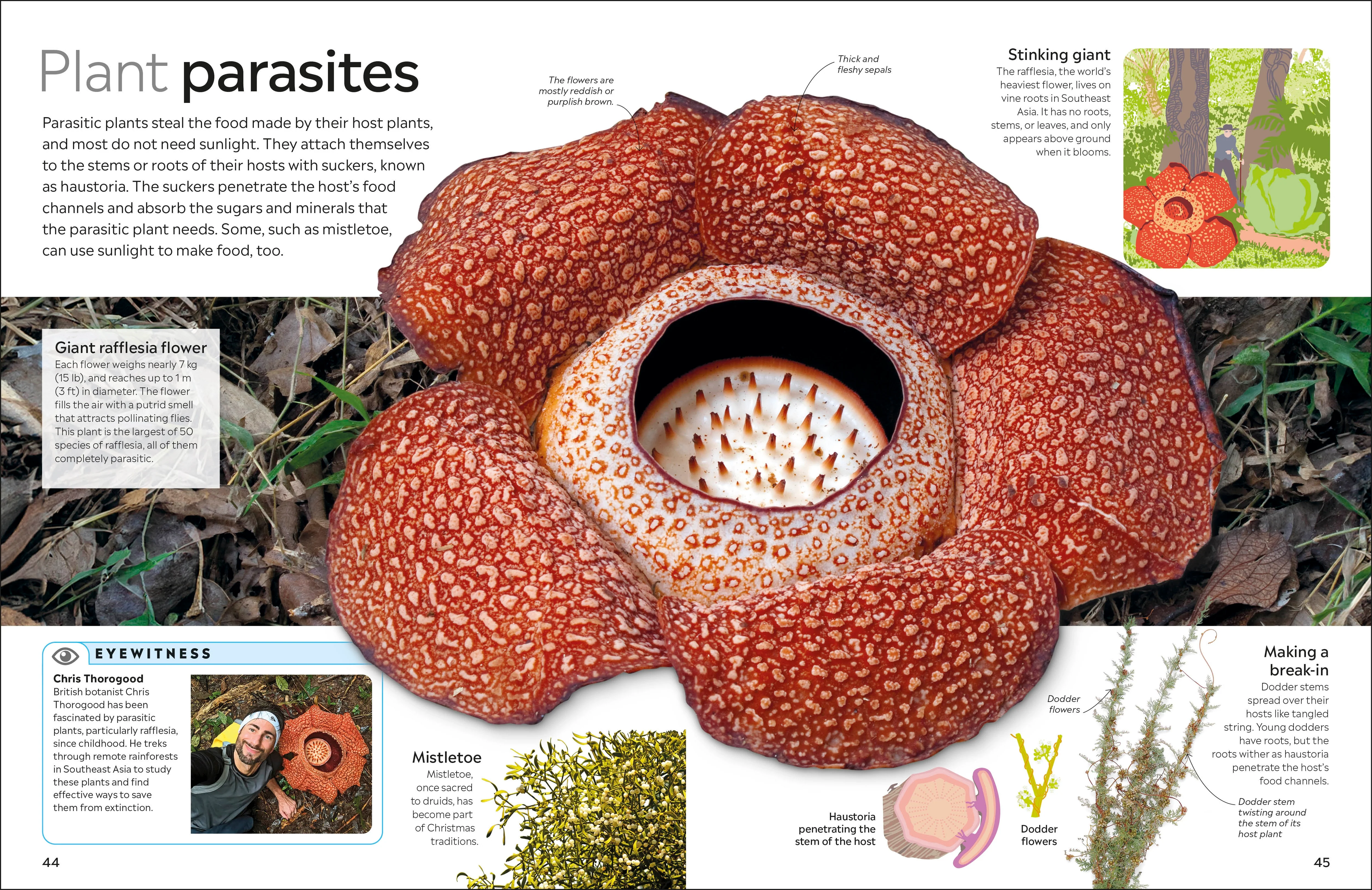 Eyewitness Plant - Image 4