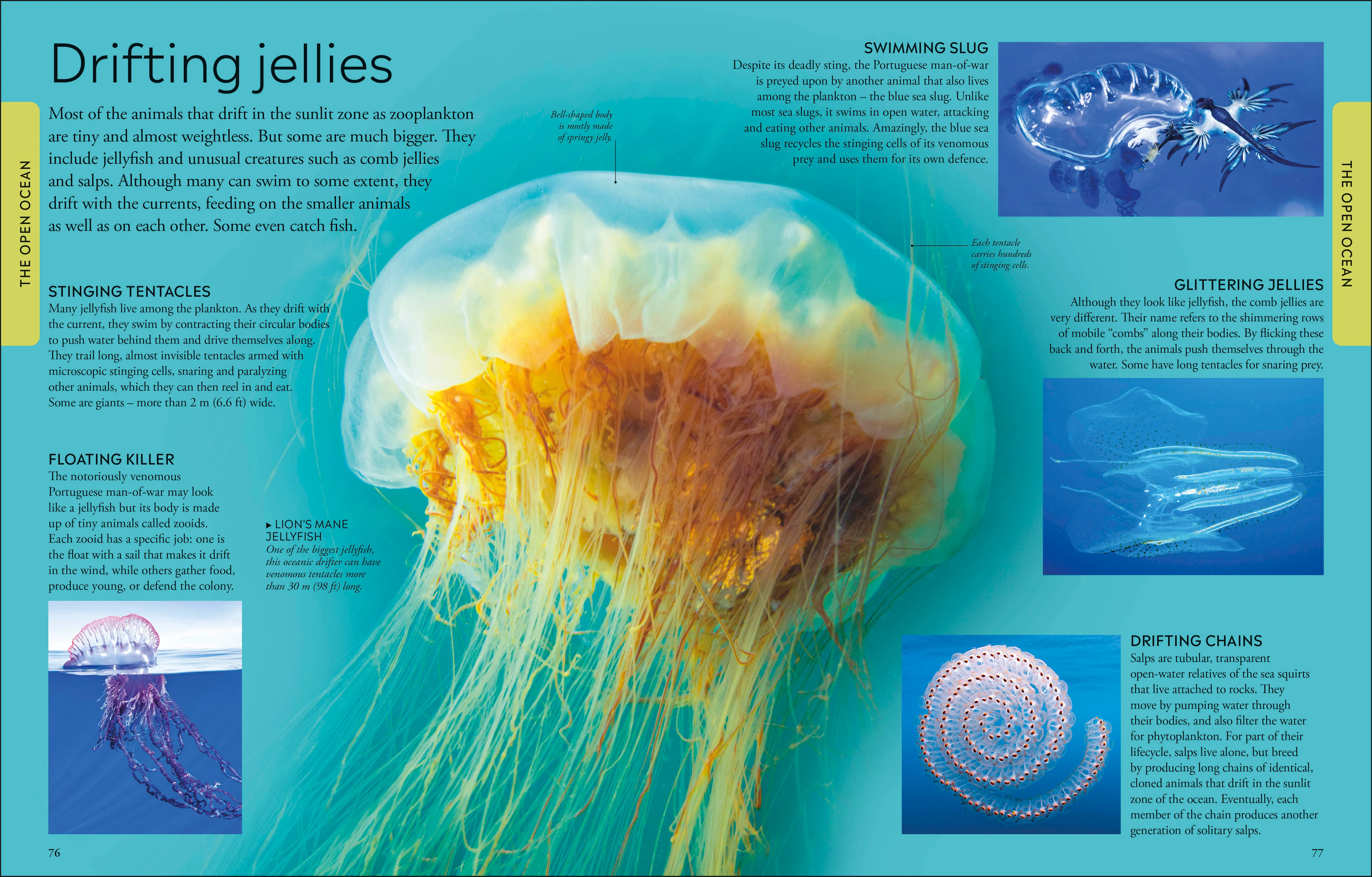 Ocean A Children's Encyclopedia: New Edition - Image 4
