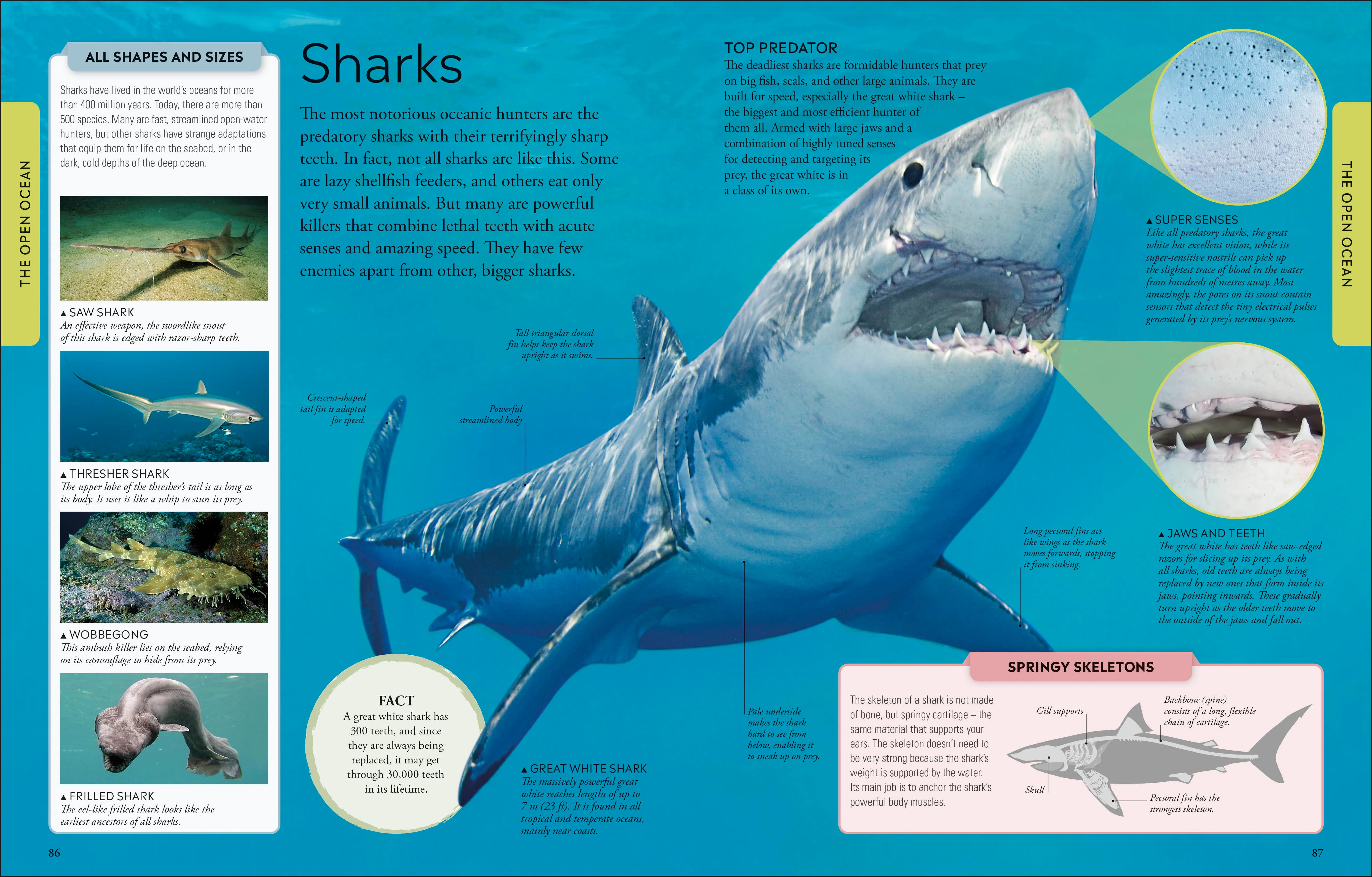 Ocean A Children's Encyclopedia: New Edition - Image 5