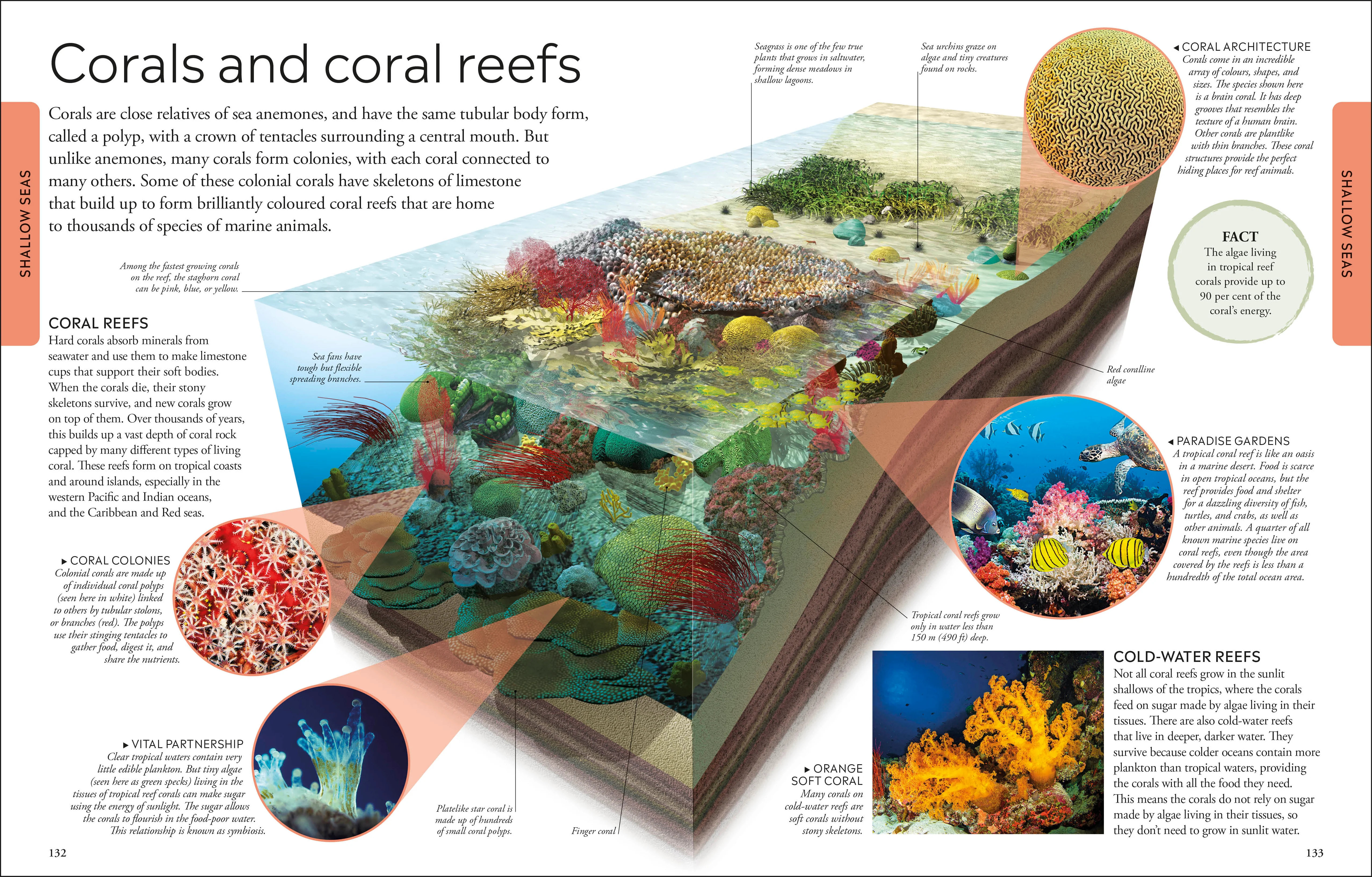 Ocean A Children's Encyclopedia: New Edition - Image 6