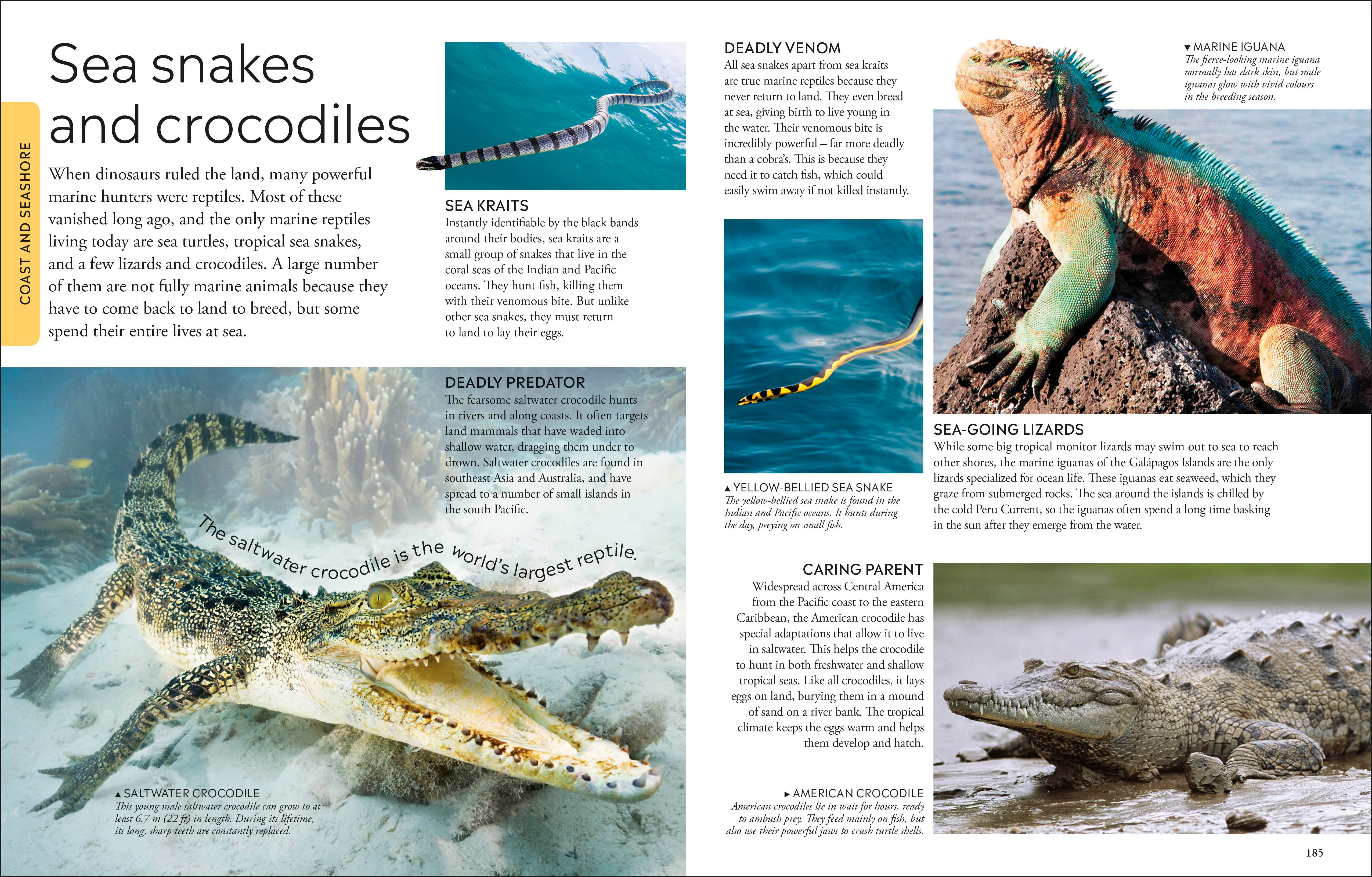 Ocean A Children's Encyclopedia: New Edition - Image 7
