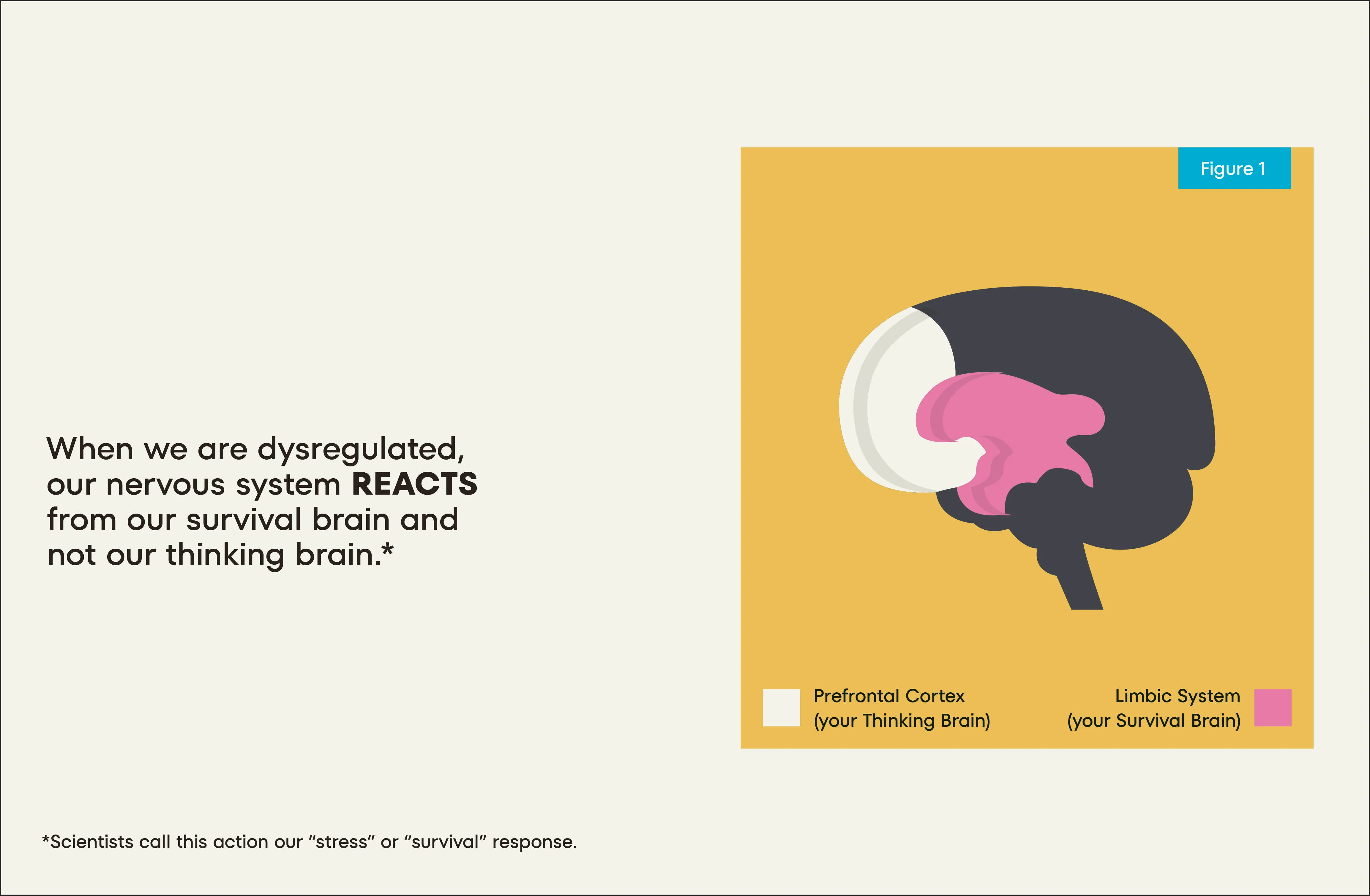 A Kids Book About Nervous System Regulation - Image 3