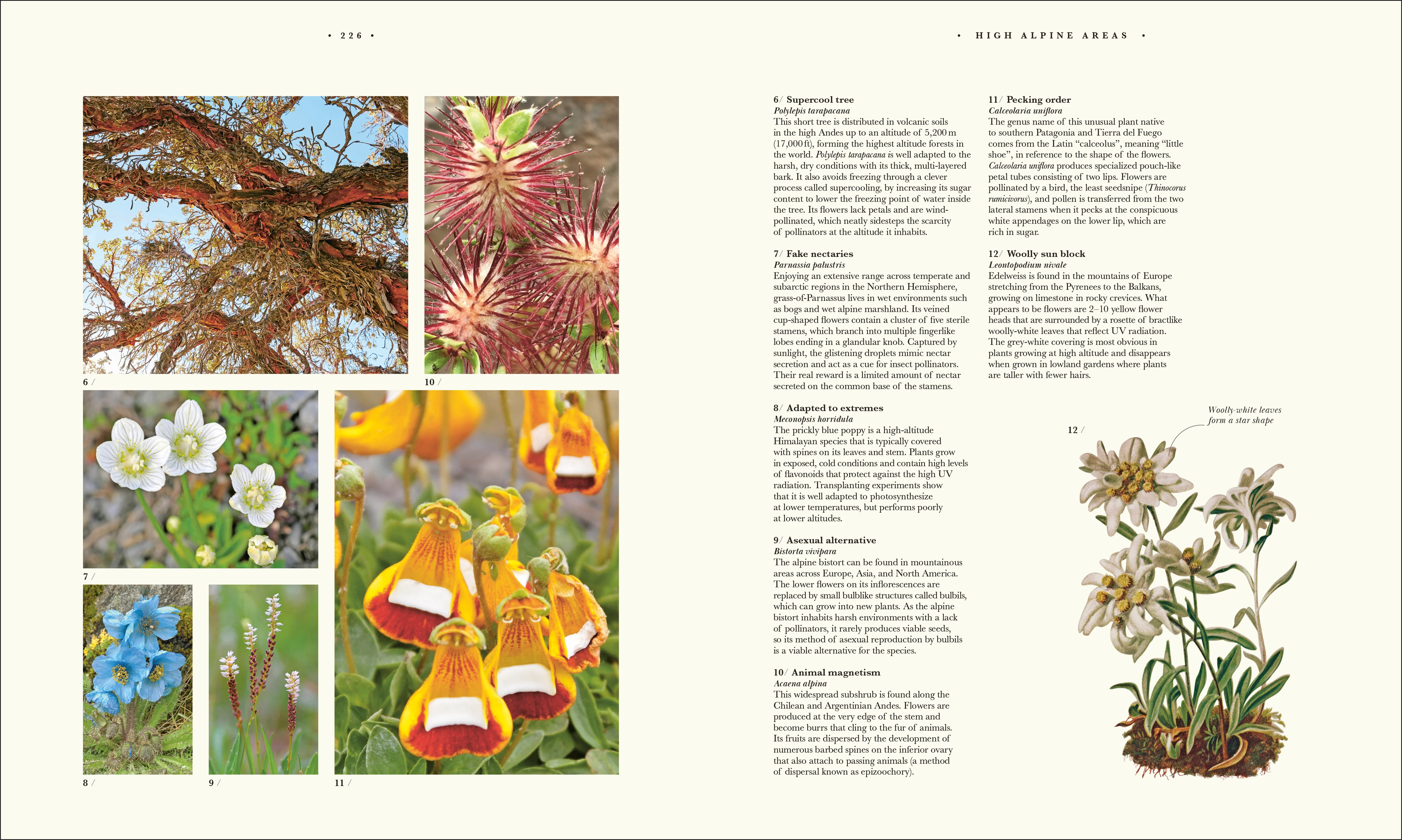 Atlas of Botany - Image 10