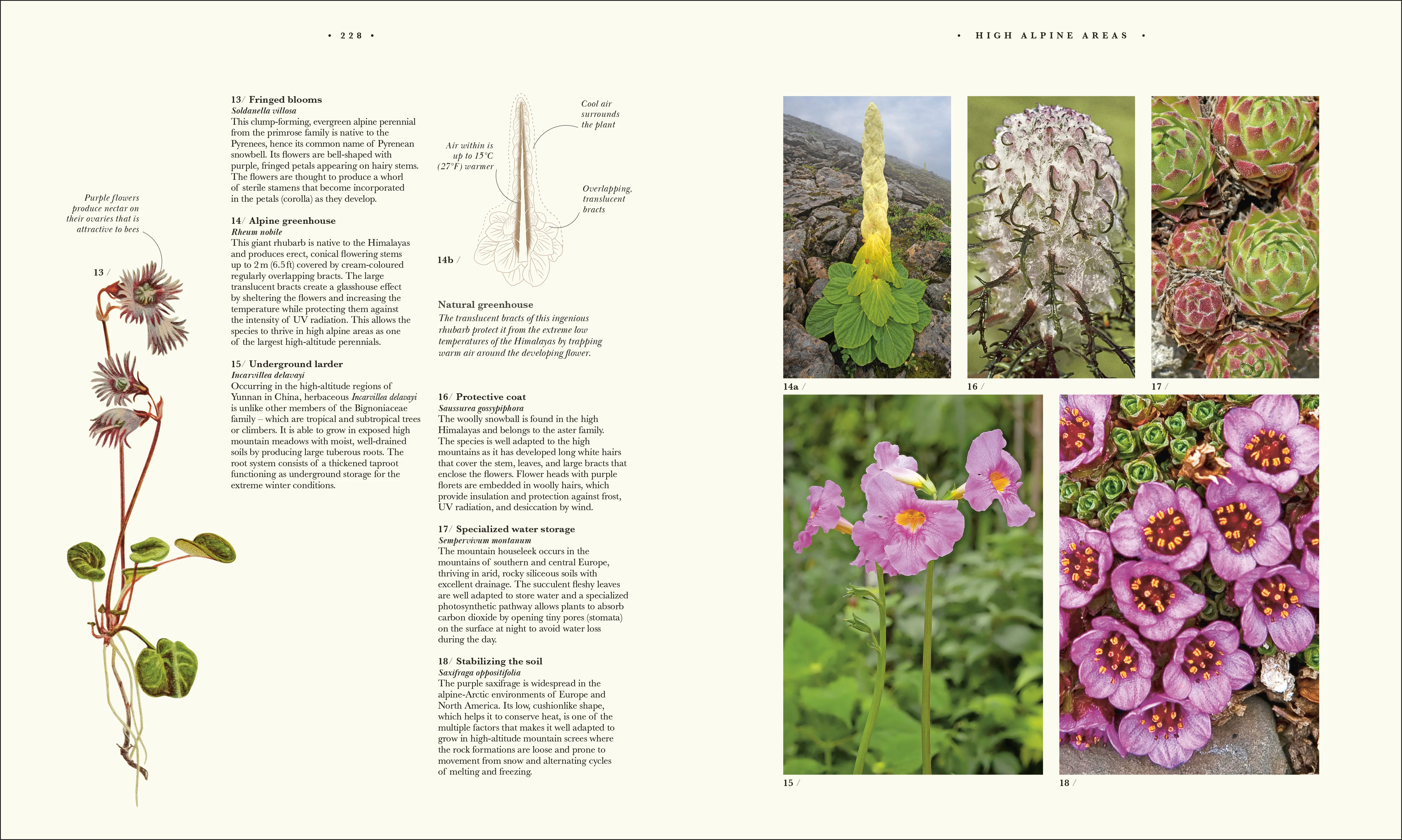 Atlas of Botany - Image 11