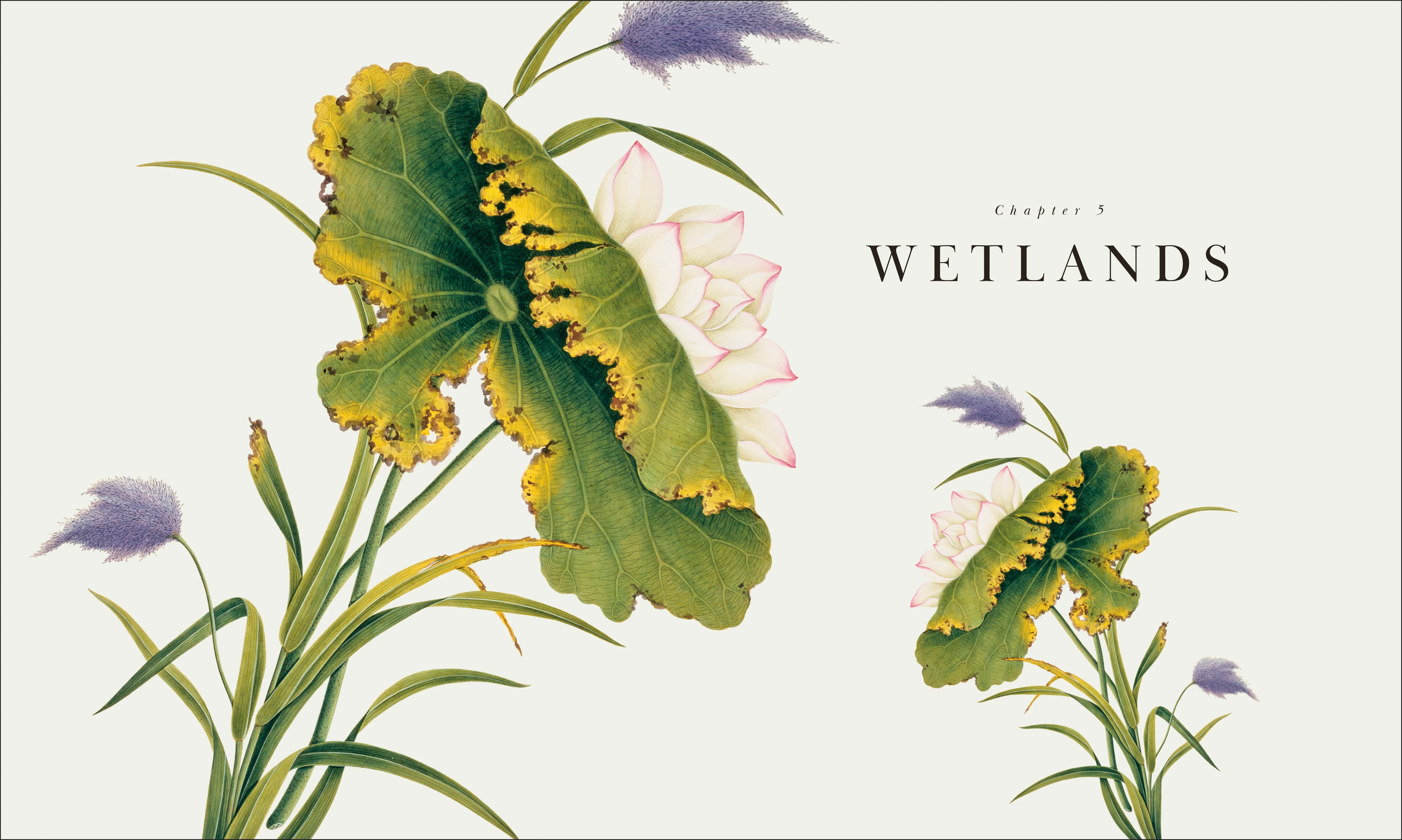 Atlas of Botany - Image 12