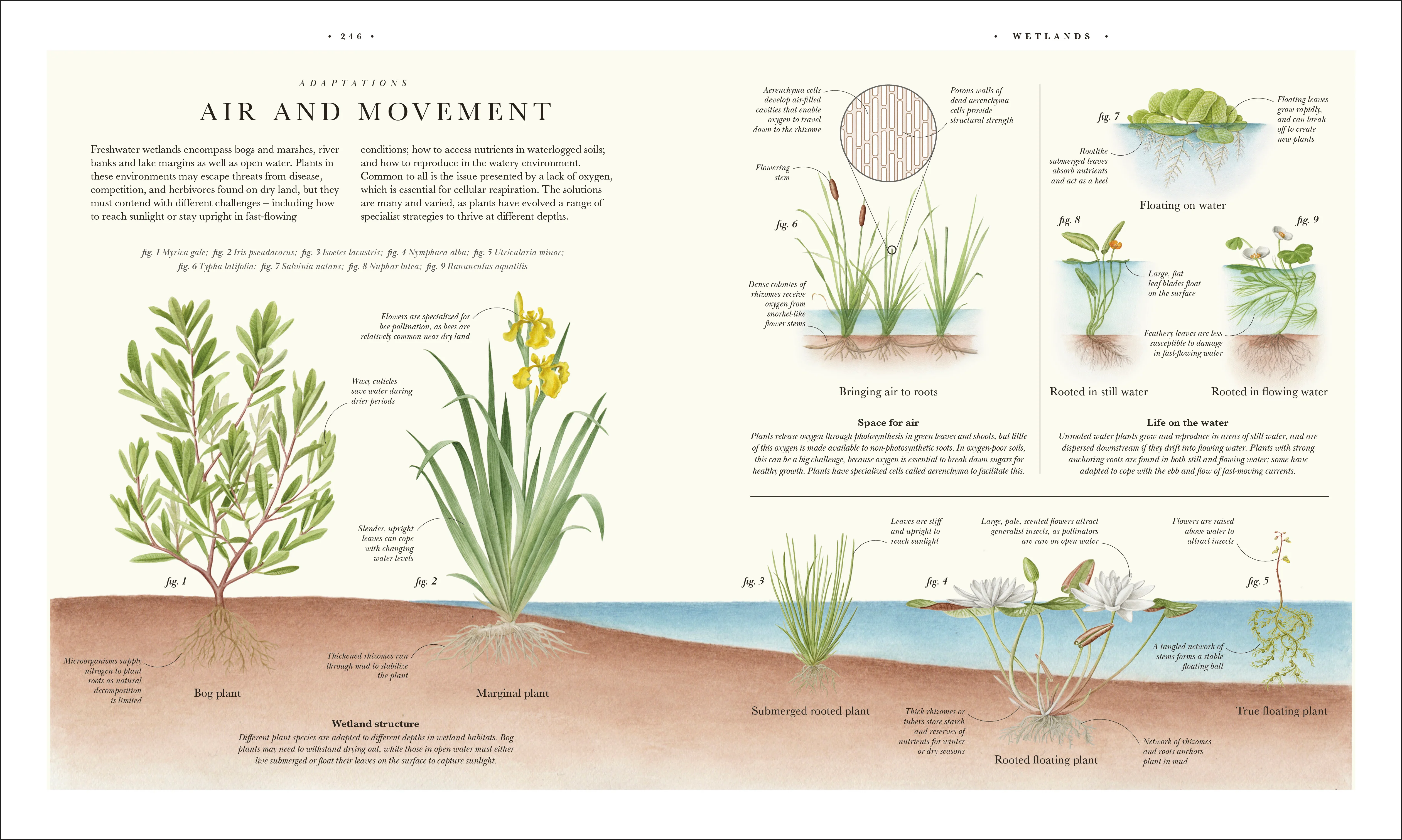 Atlas of Botany - Image 13
