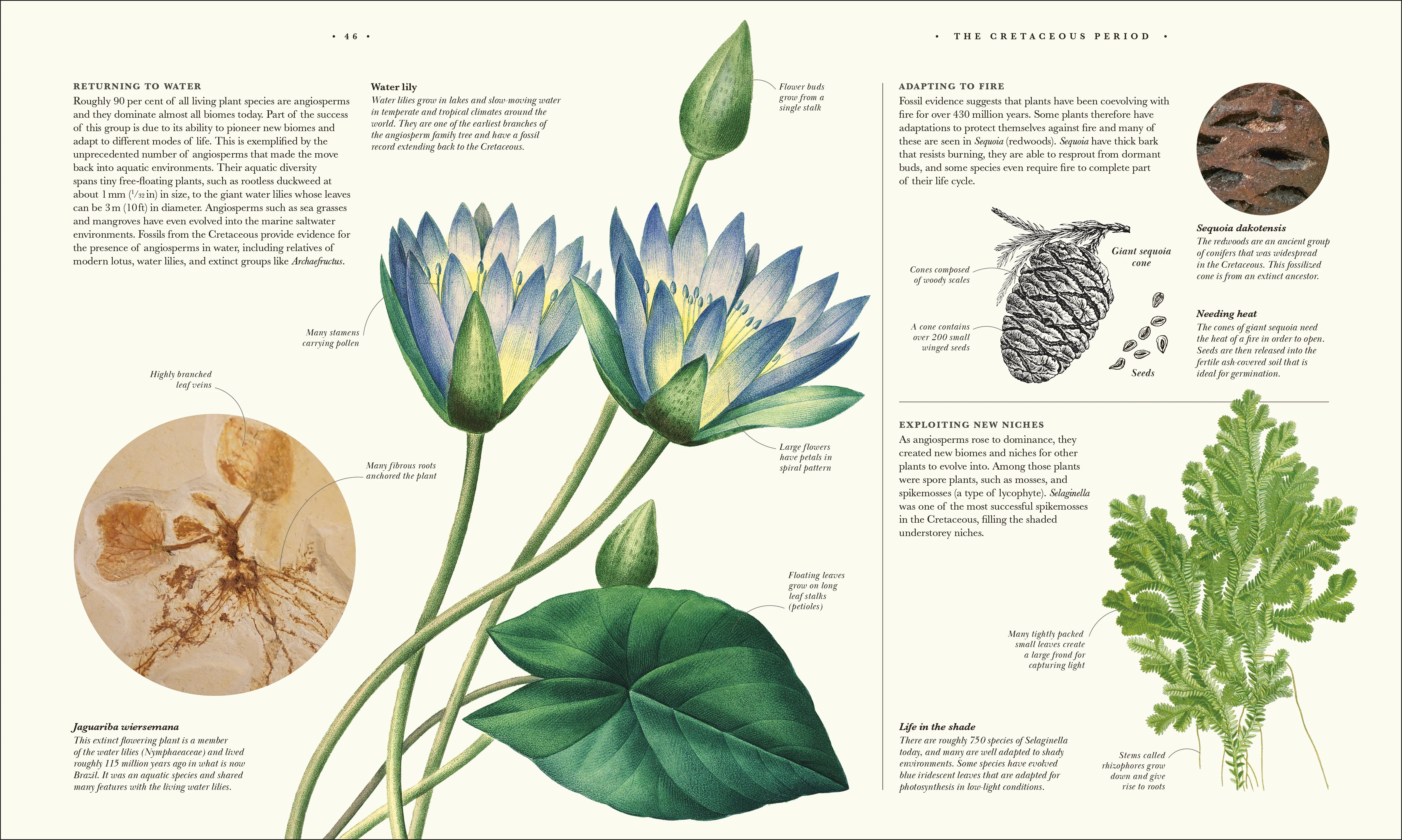 Atlas of Botany - Image 2
