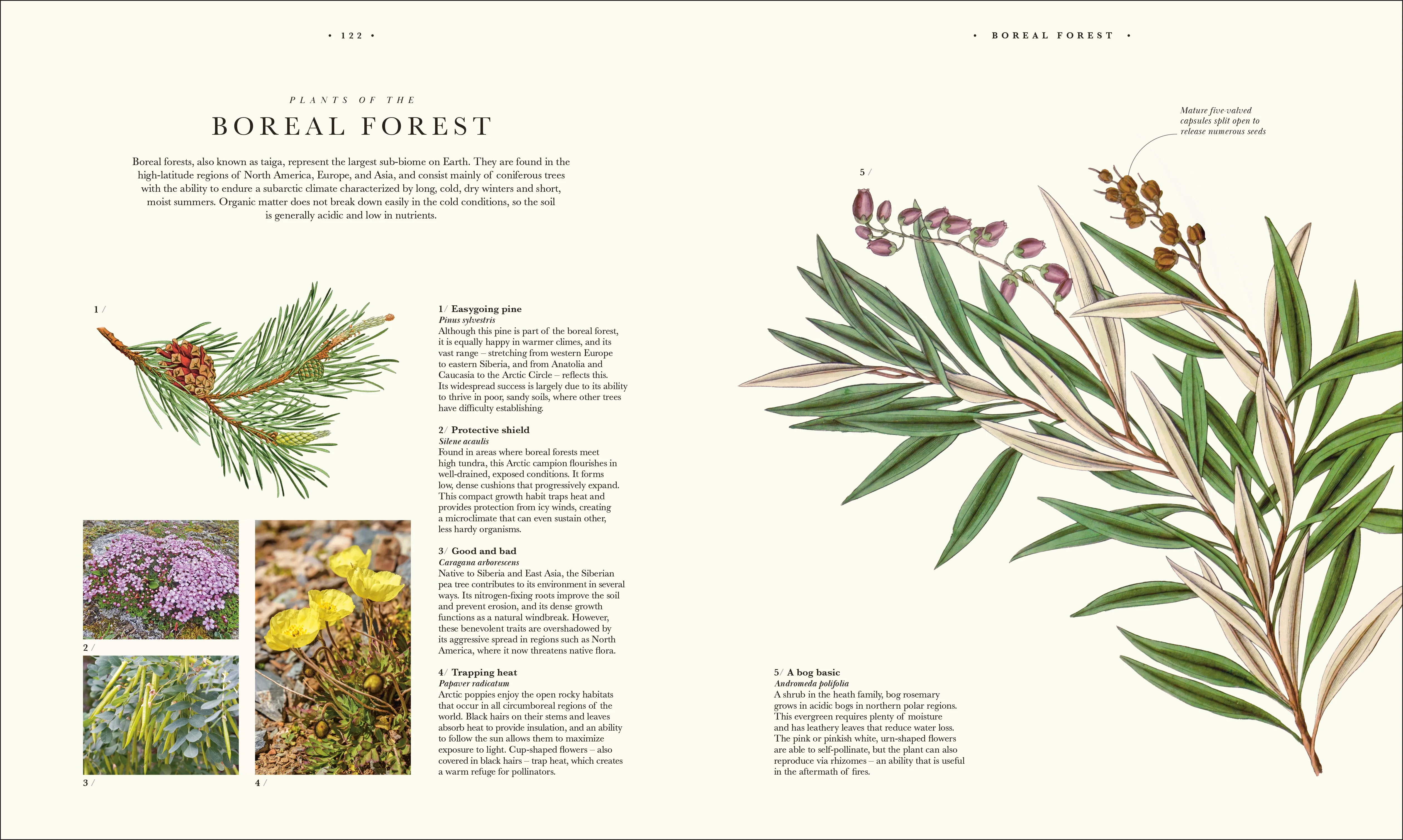 Atlas of Botany - Image 6