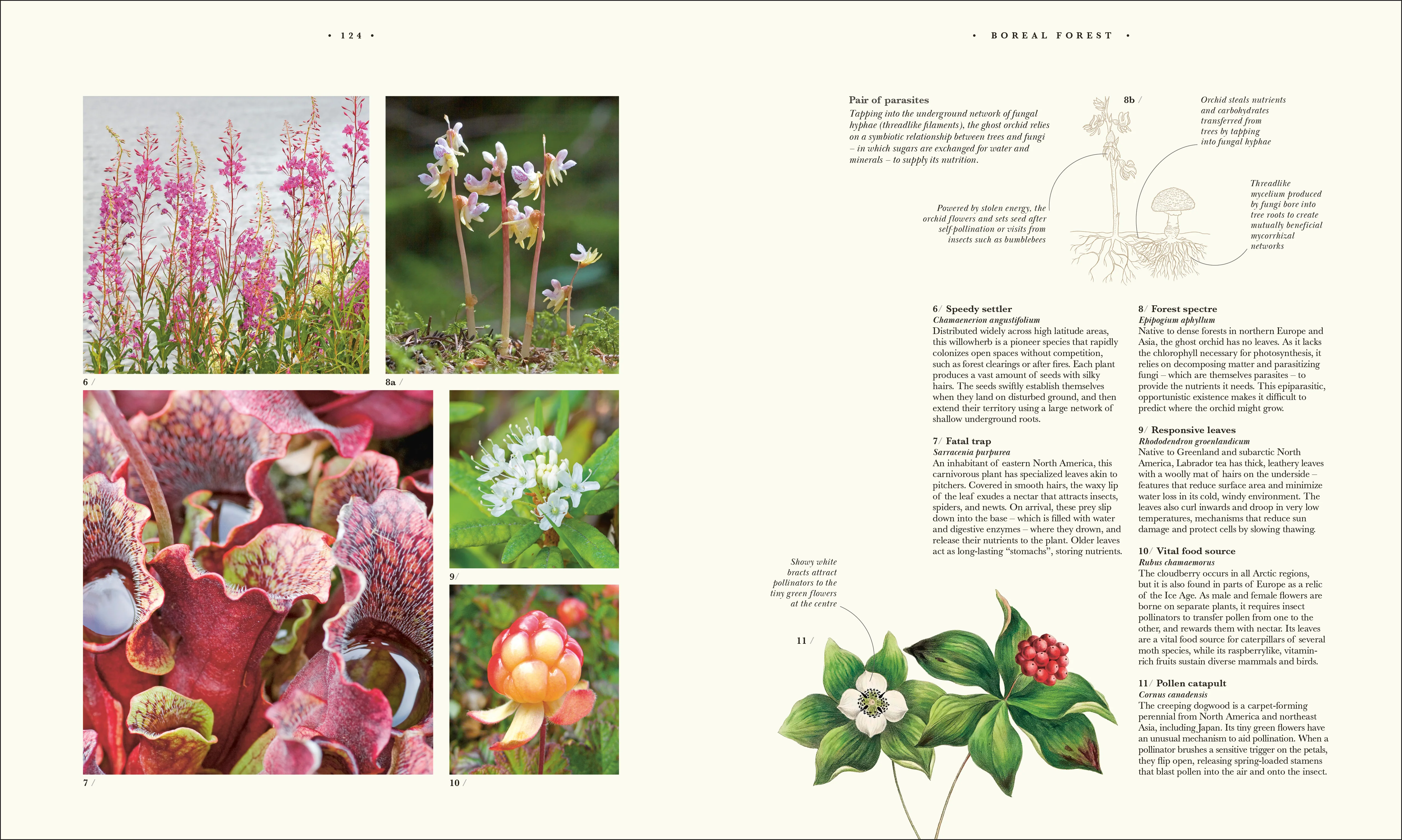 Atlas of Botany - Image 7