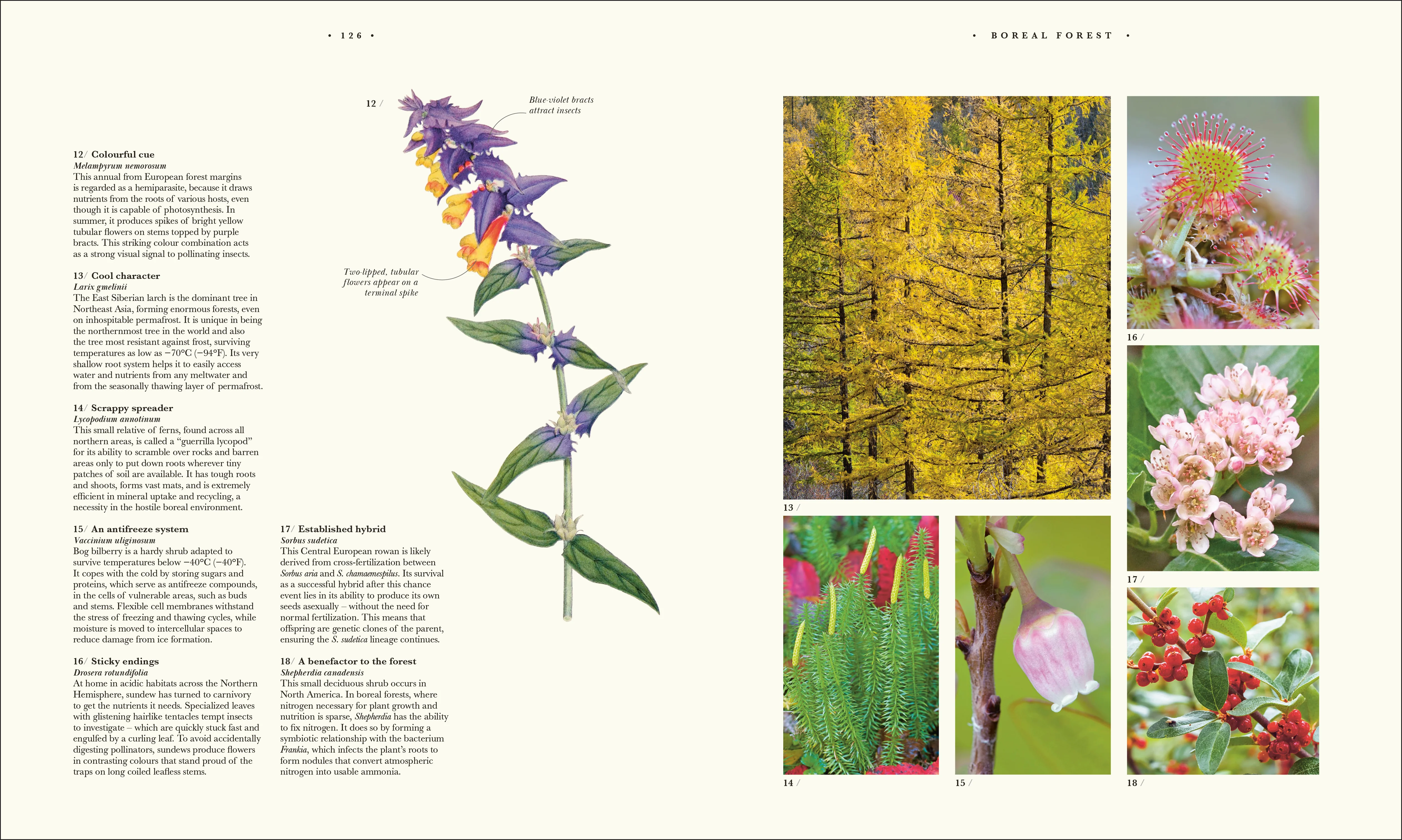 Atlas of Botany - Image 8