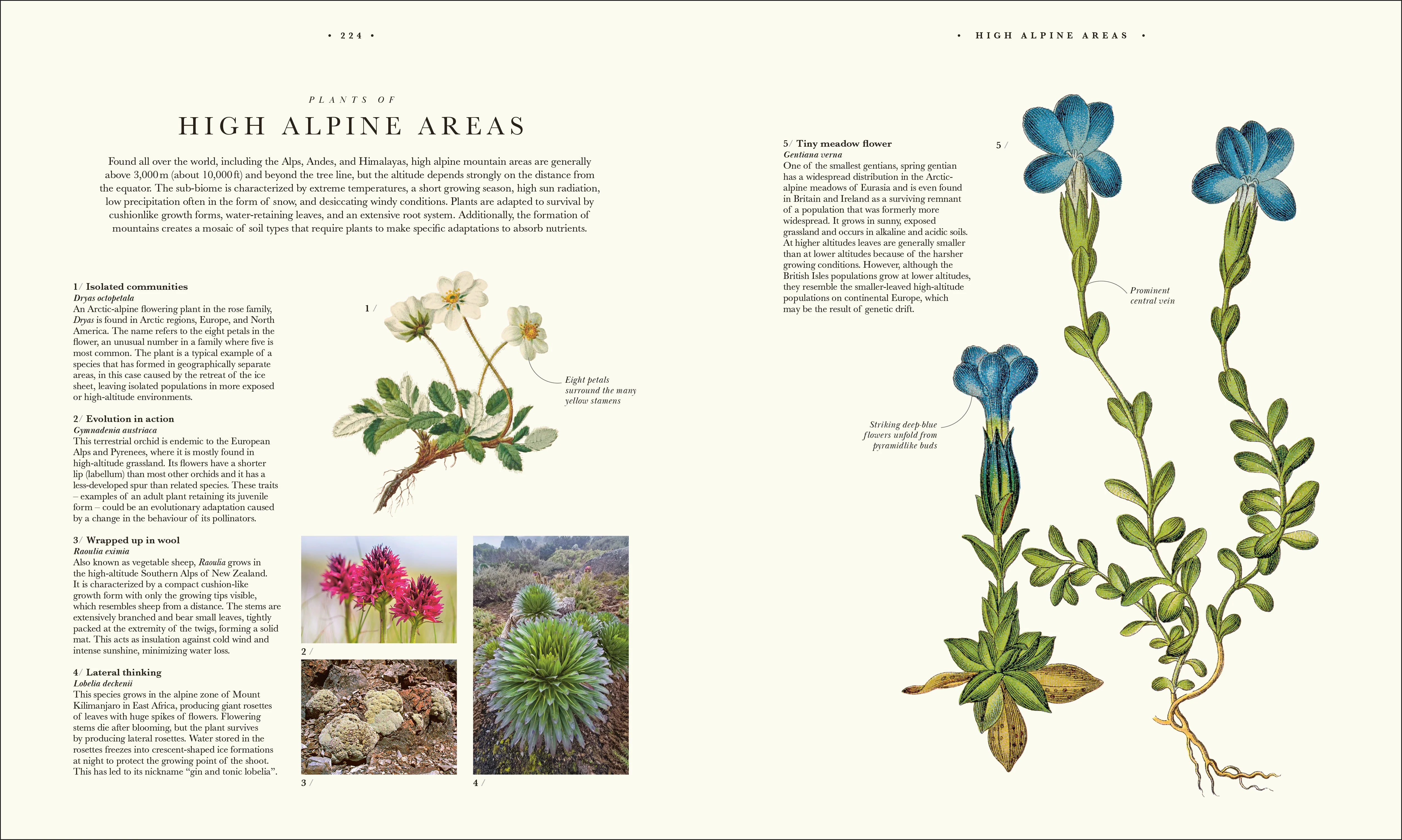 Atlas of Botany - Image 9