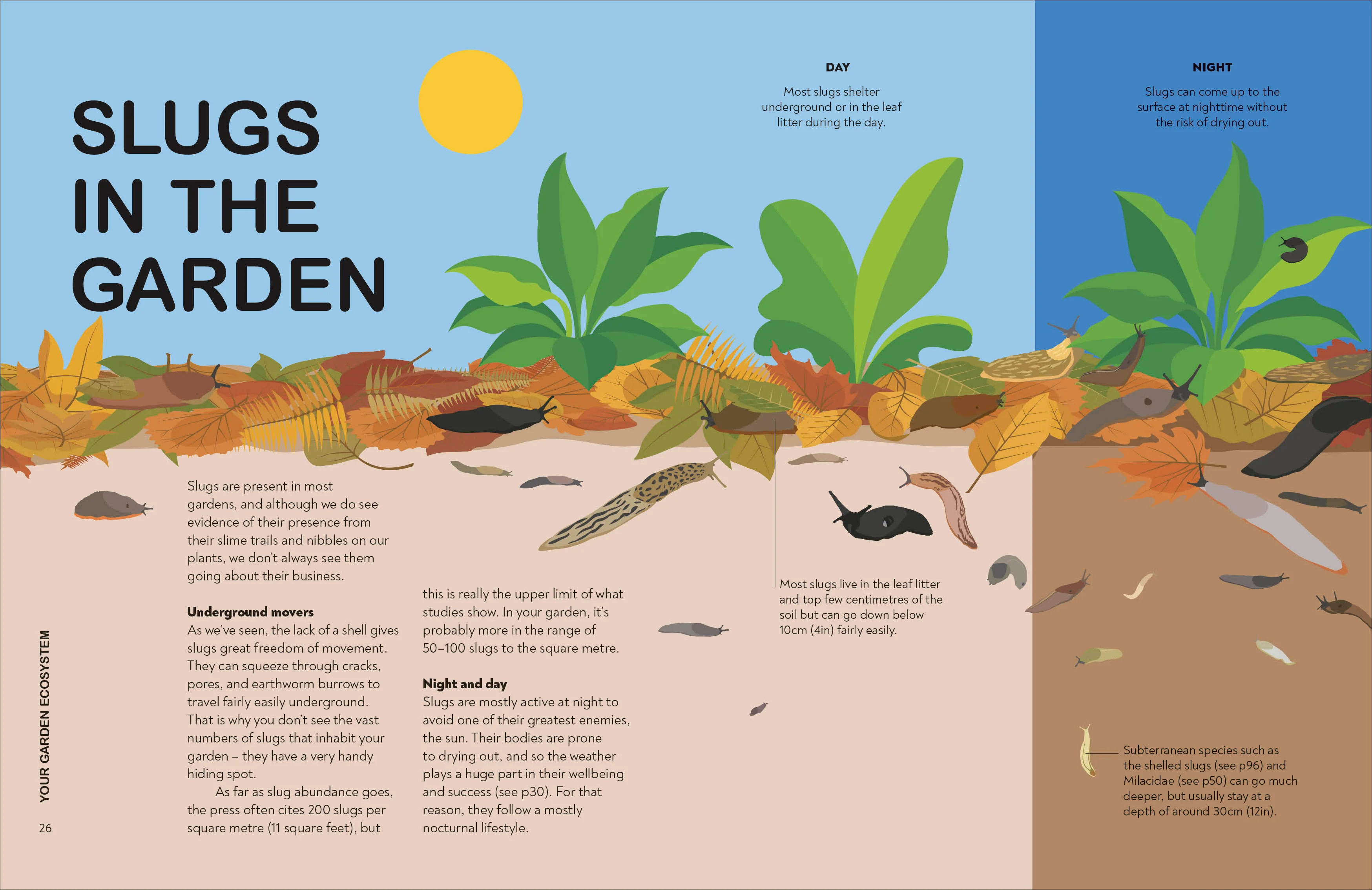 RHS Slugs: Friend or Foe? - Image 4