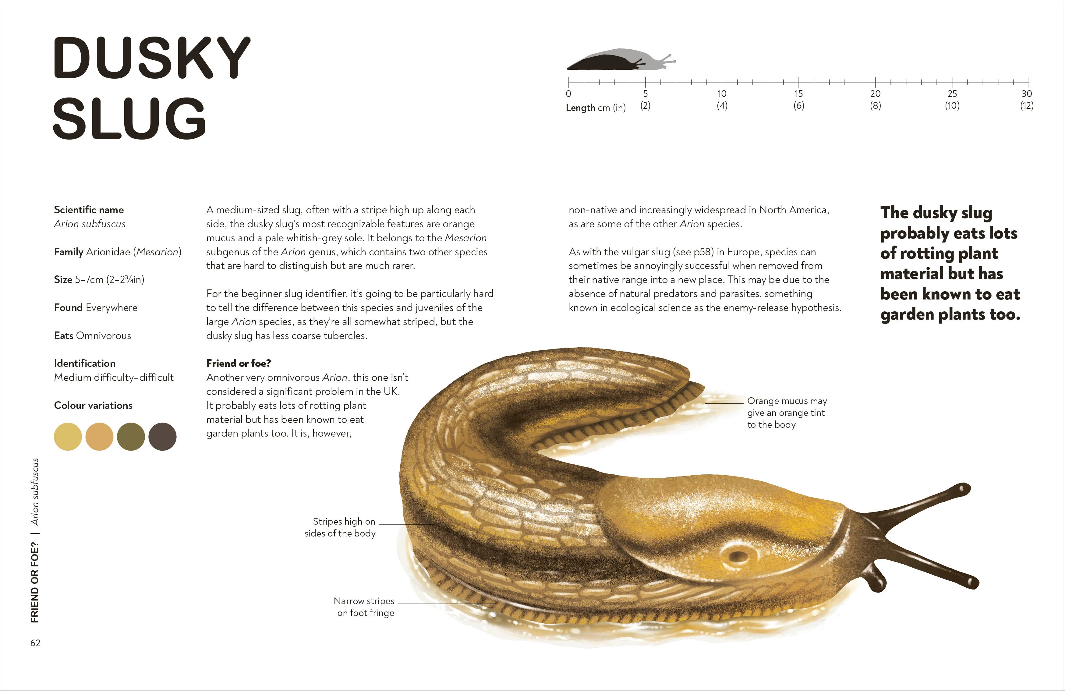 RHS Slugs: Friend or Foe? - Image 5