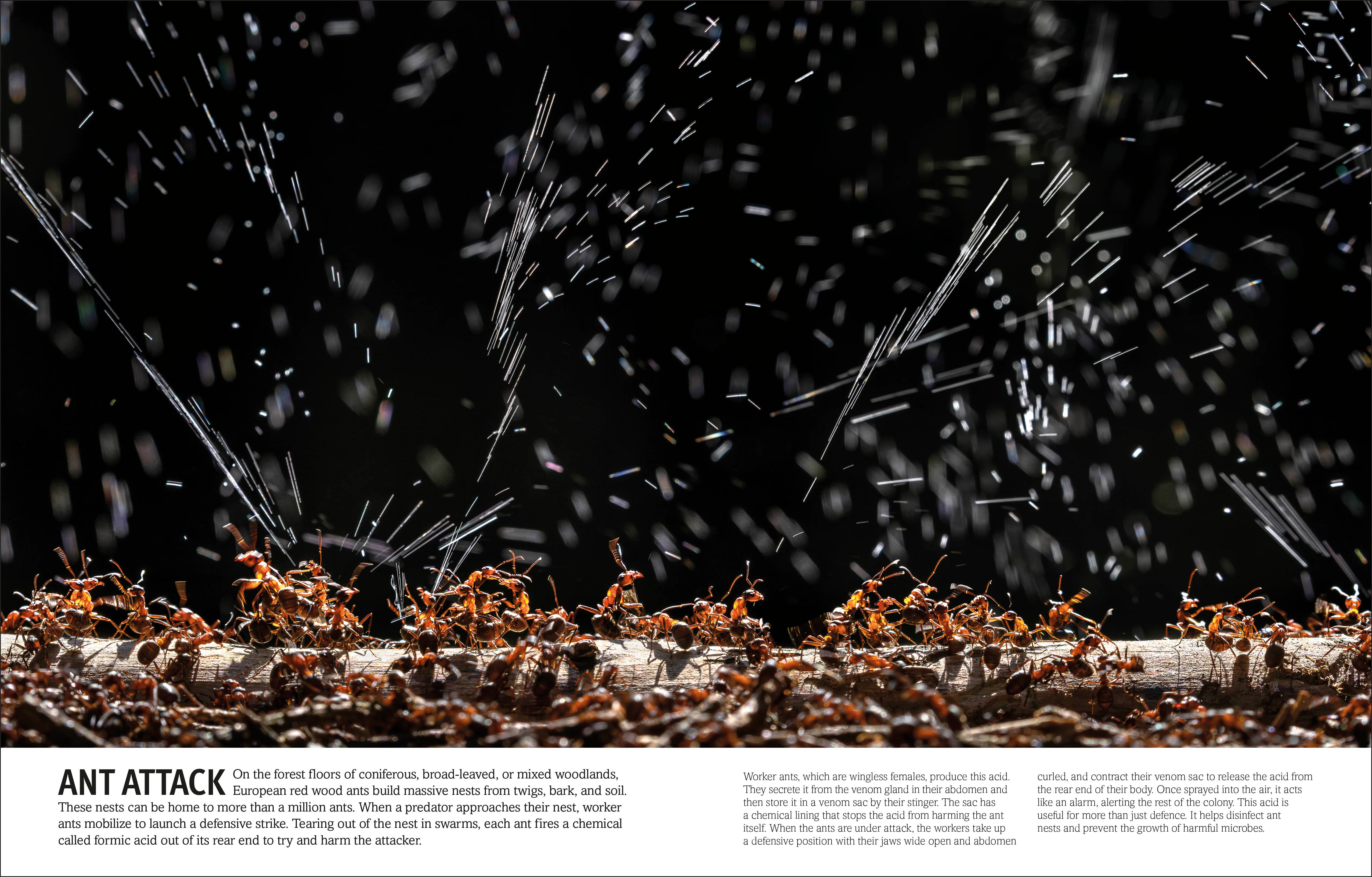Our World in Pictures Bugs, Butterflies, Beetles and Bees - Image 6