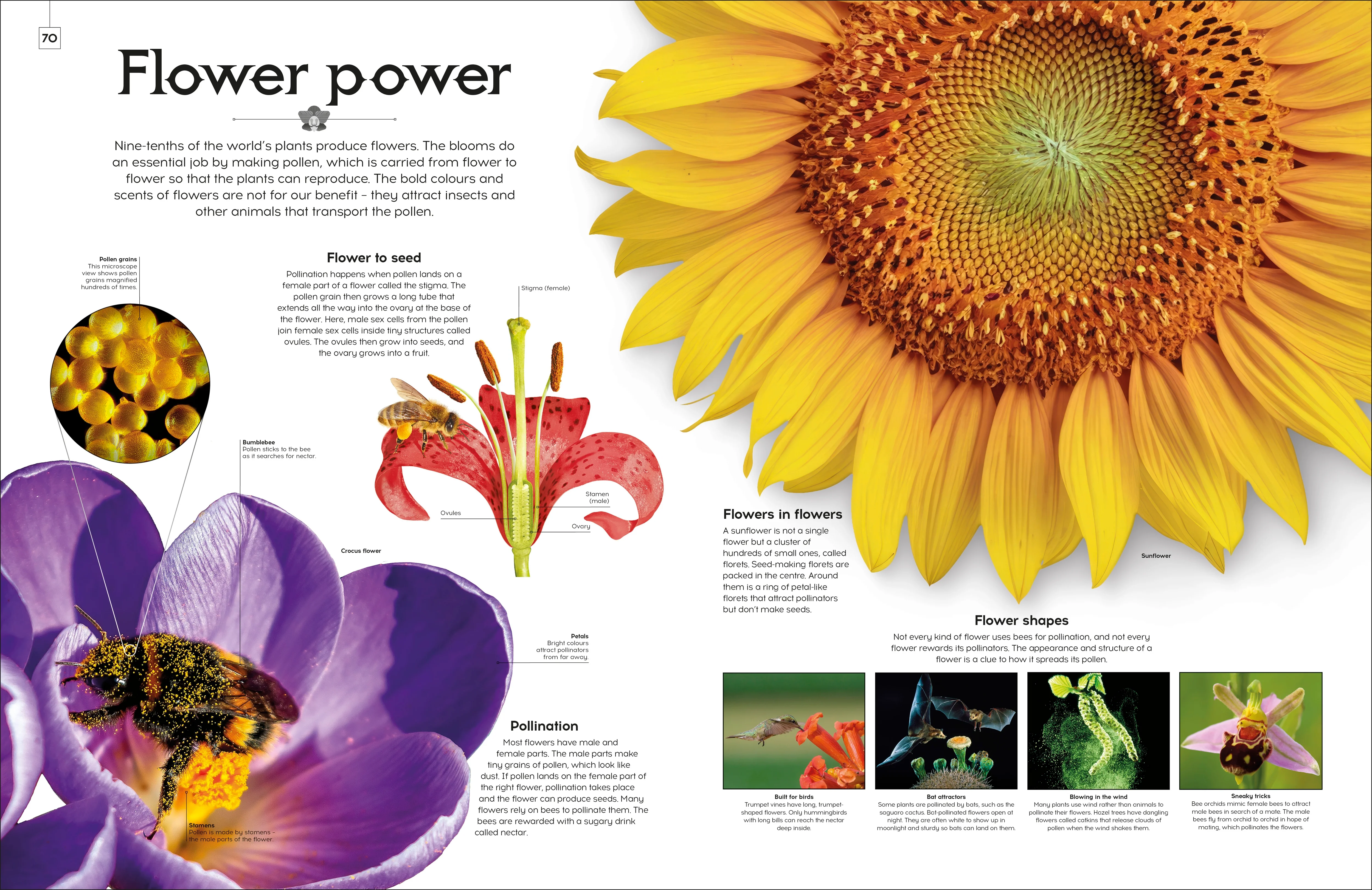 Shapes of Nature - Image 13