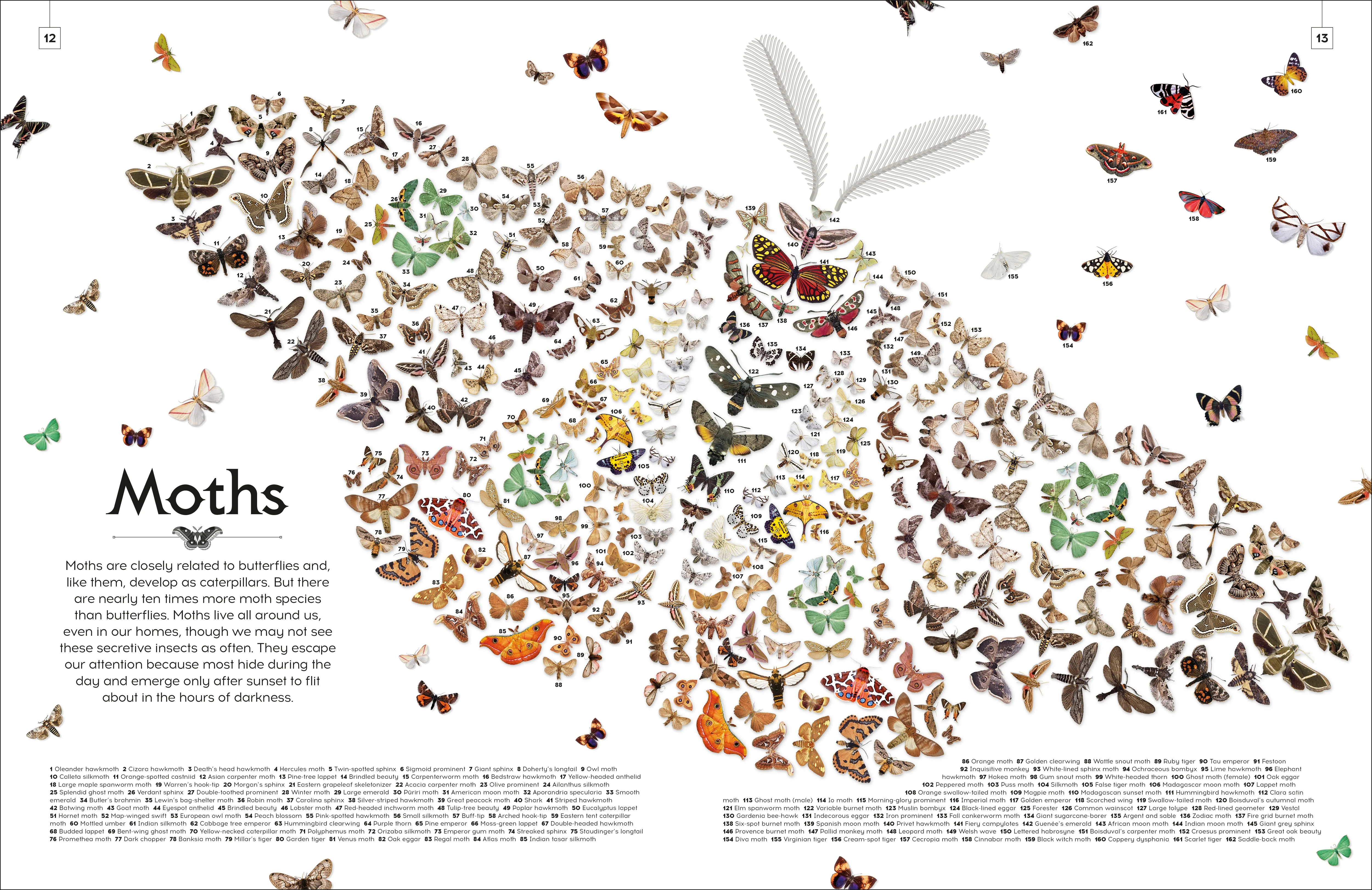 Shapes of Nature - Image 4