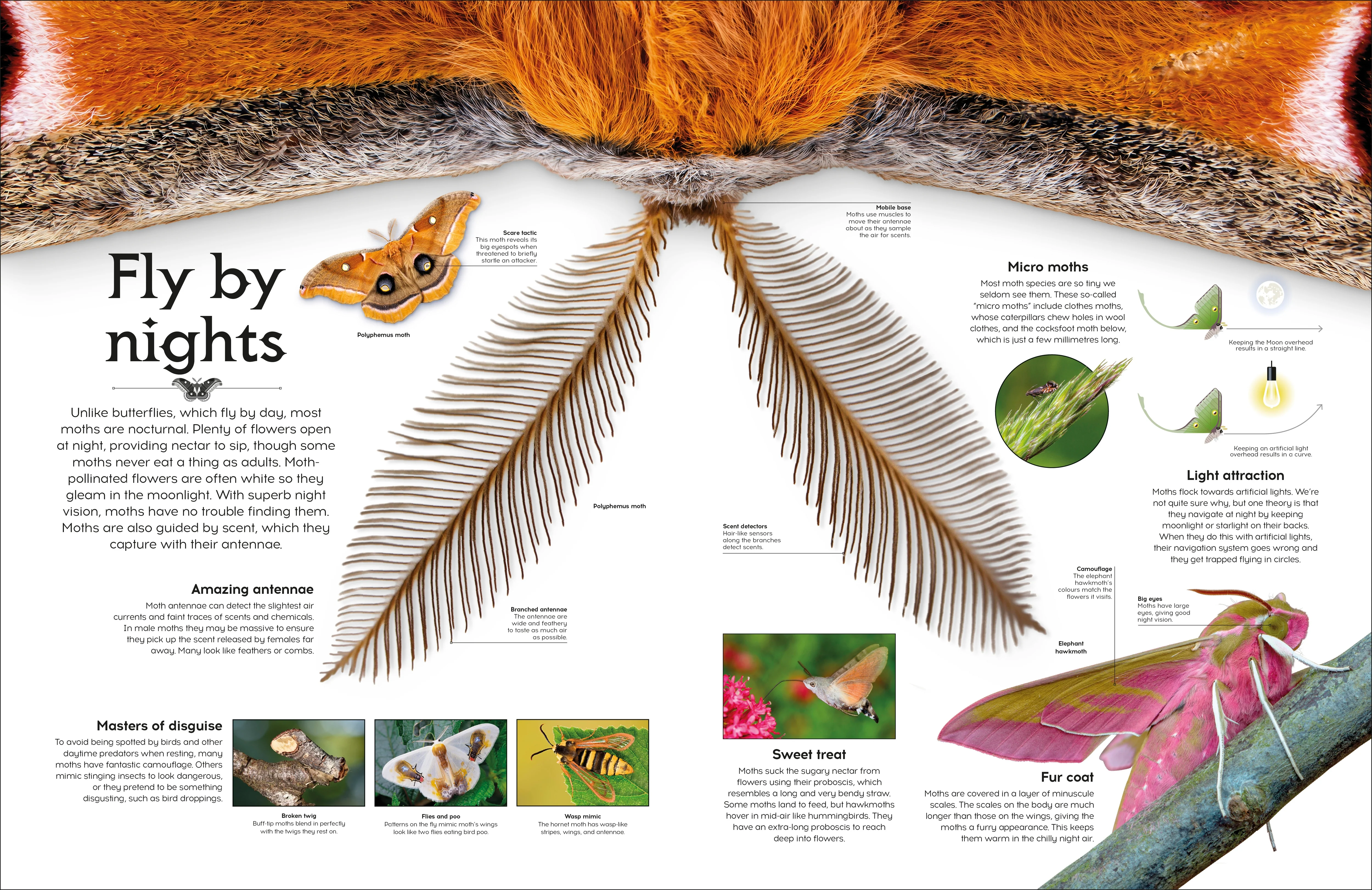 Shapes of Nature - Image 5