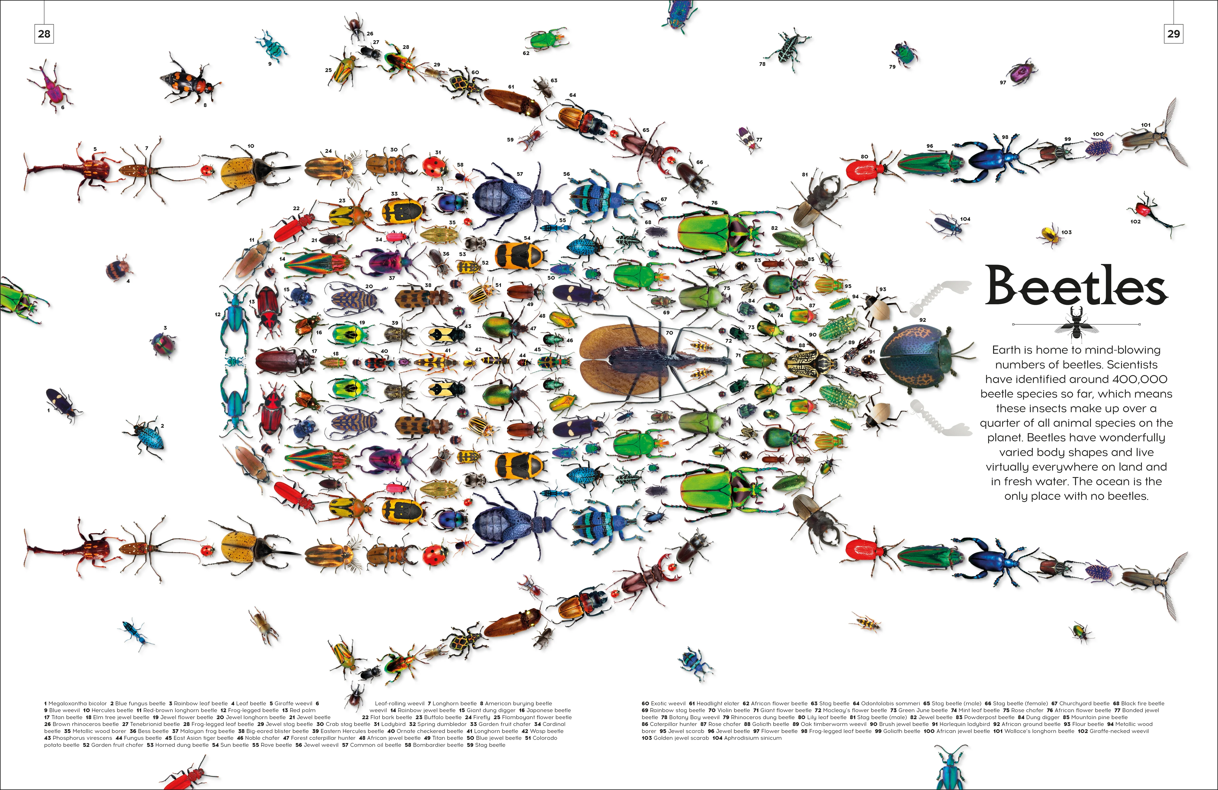 Shapes of Nature - Image 6