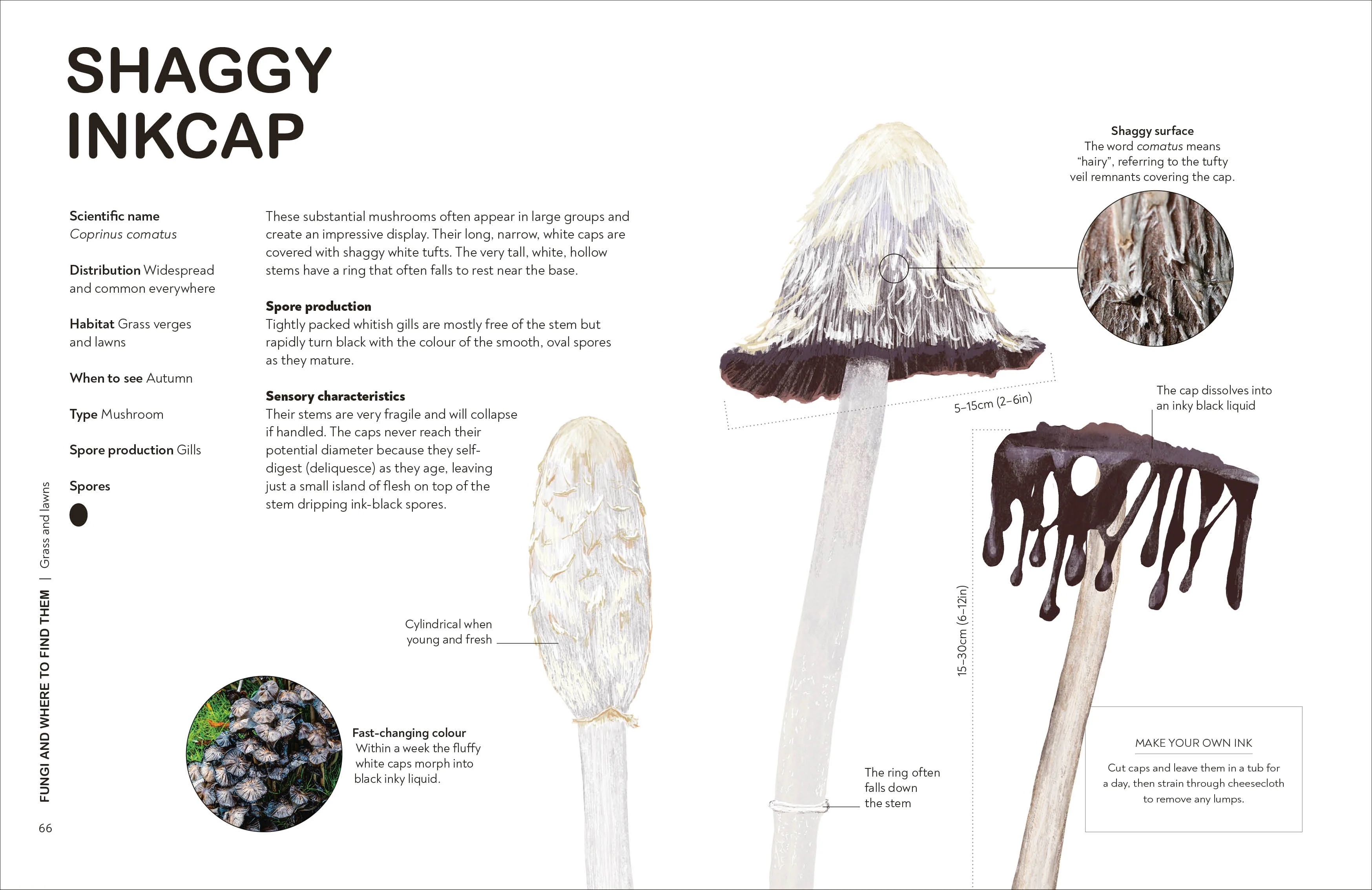 RHS Fungi for Gardeners - Image 5