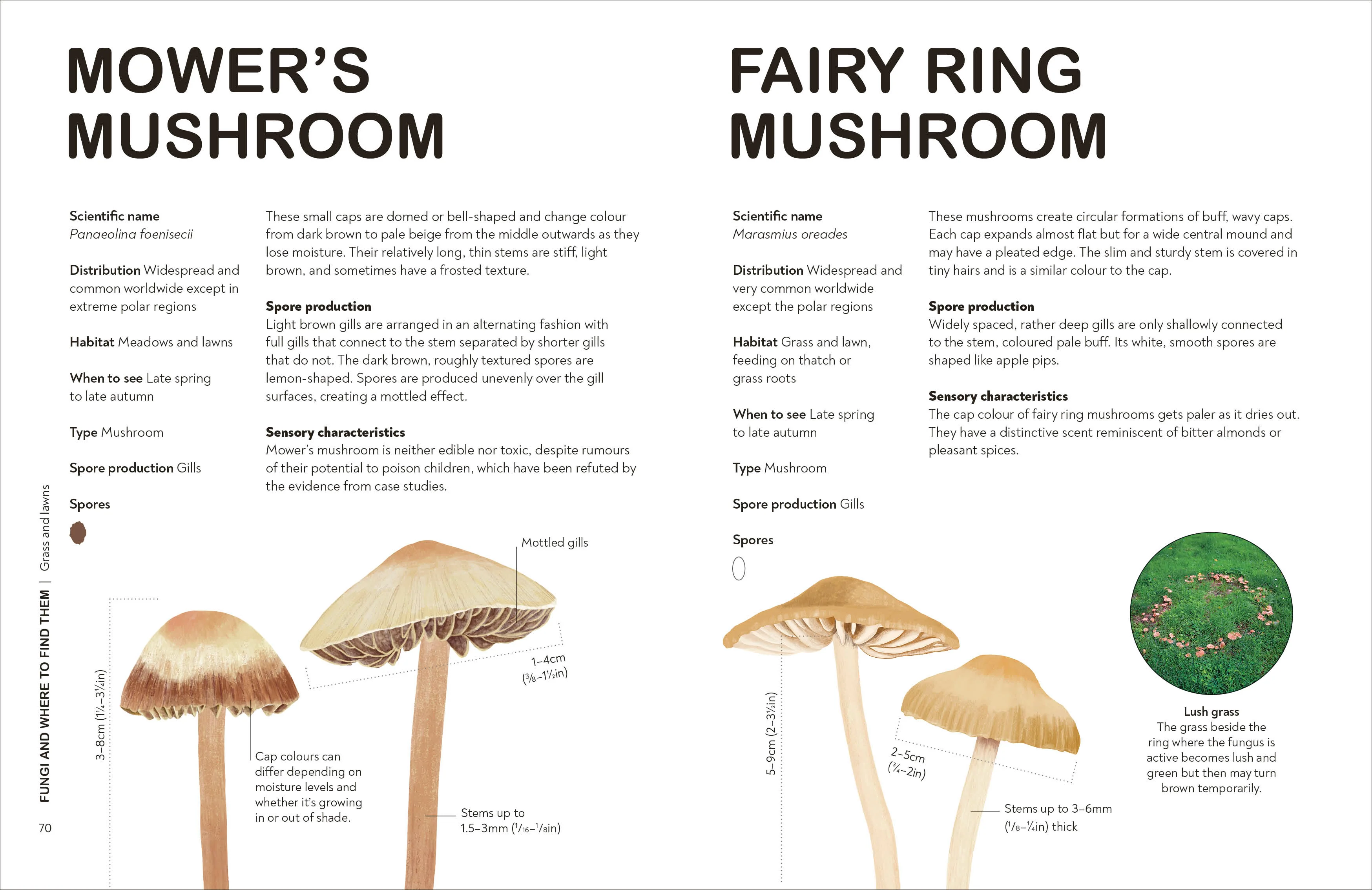 RHS Fungi for Gardeners - Image 6