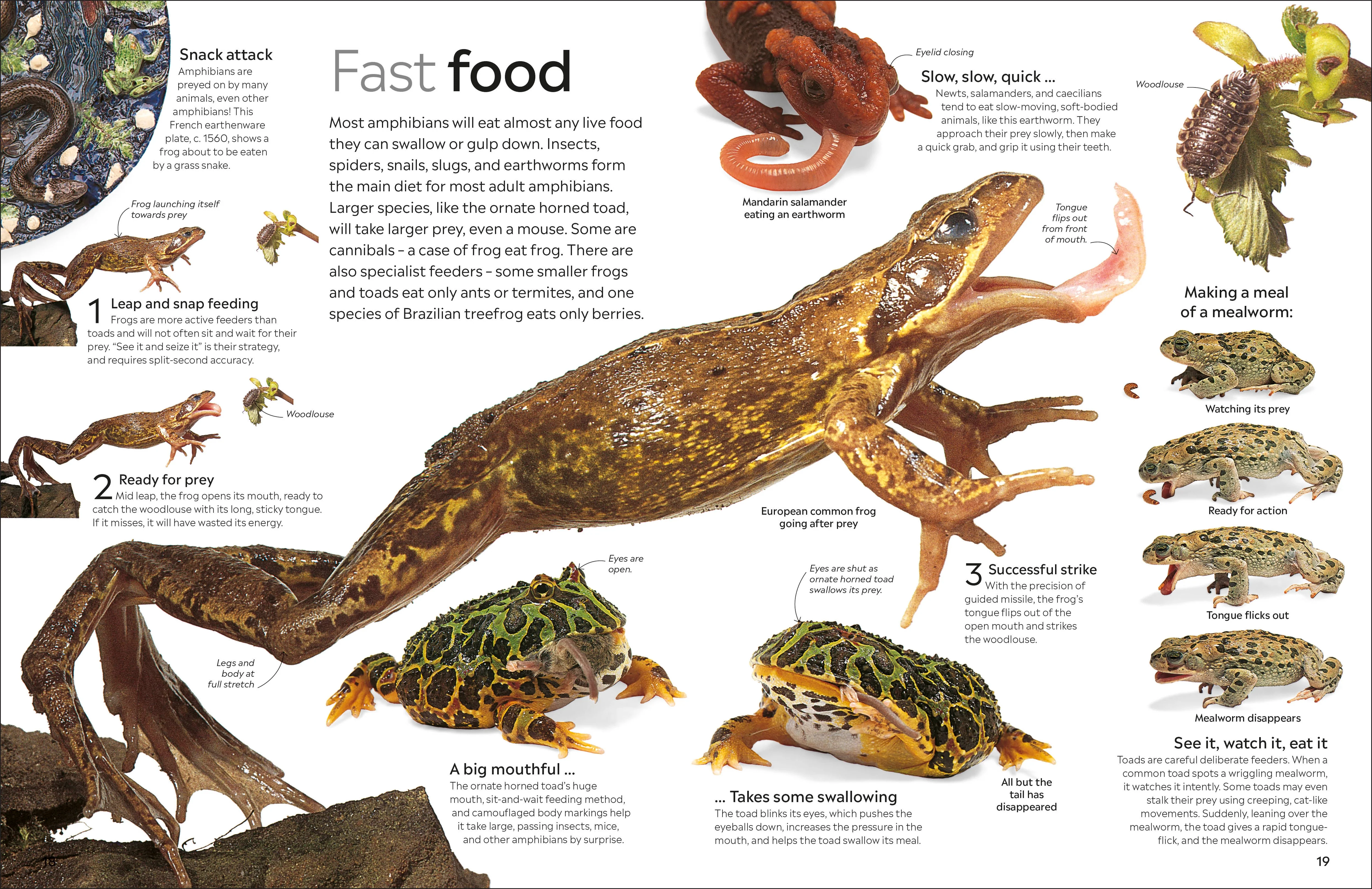 Eyewitness Amphibian - Image 2