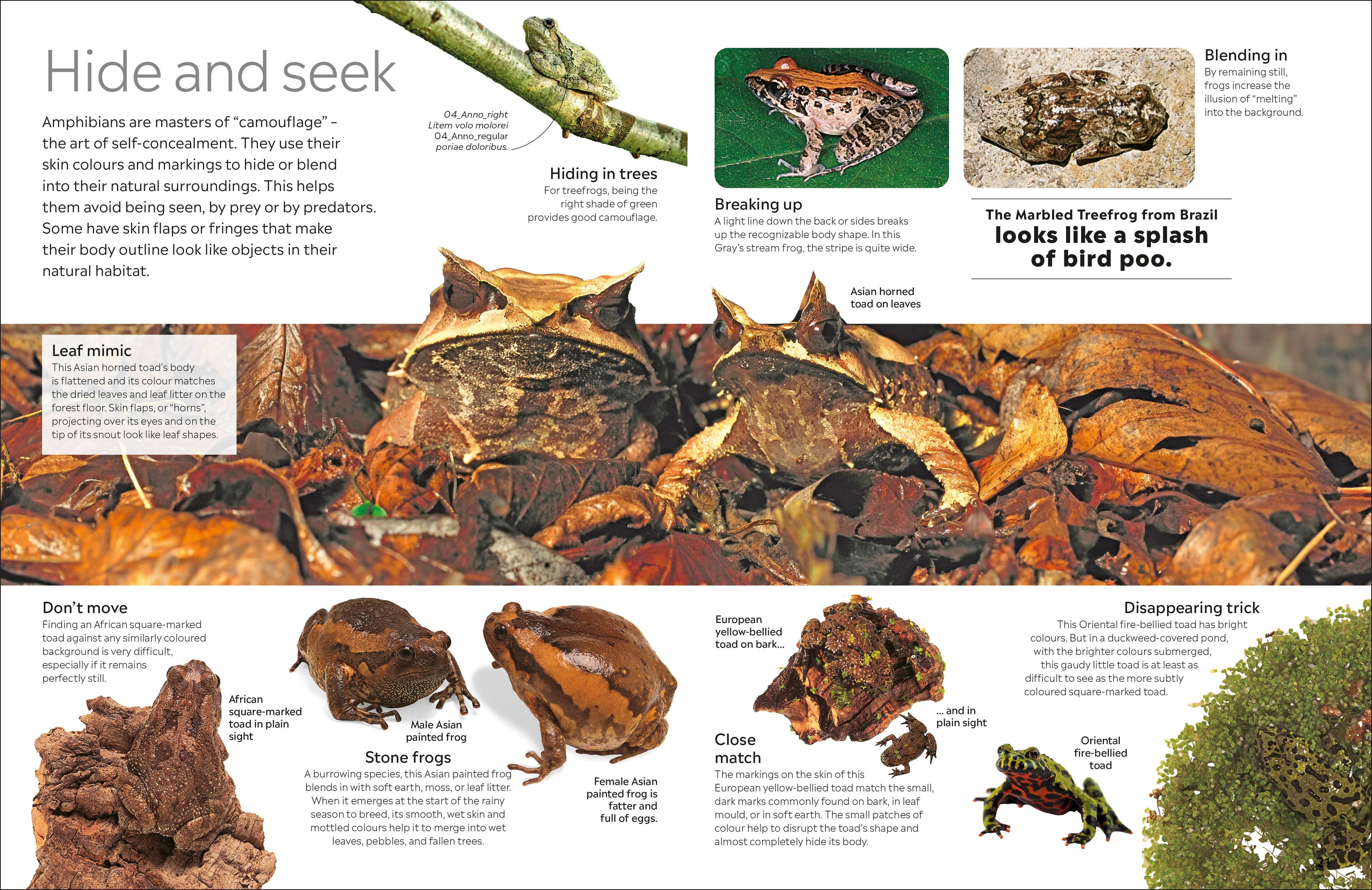 Eyewitness Amphibian - Image 3