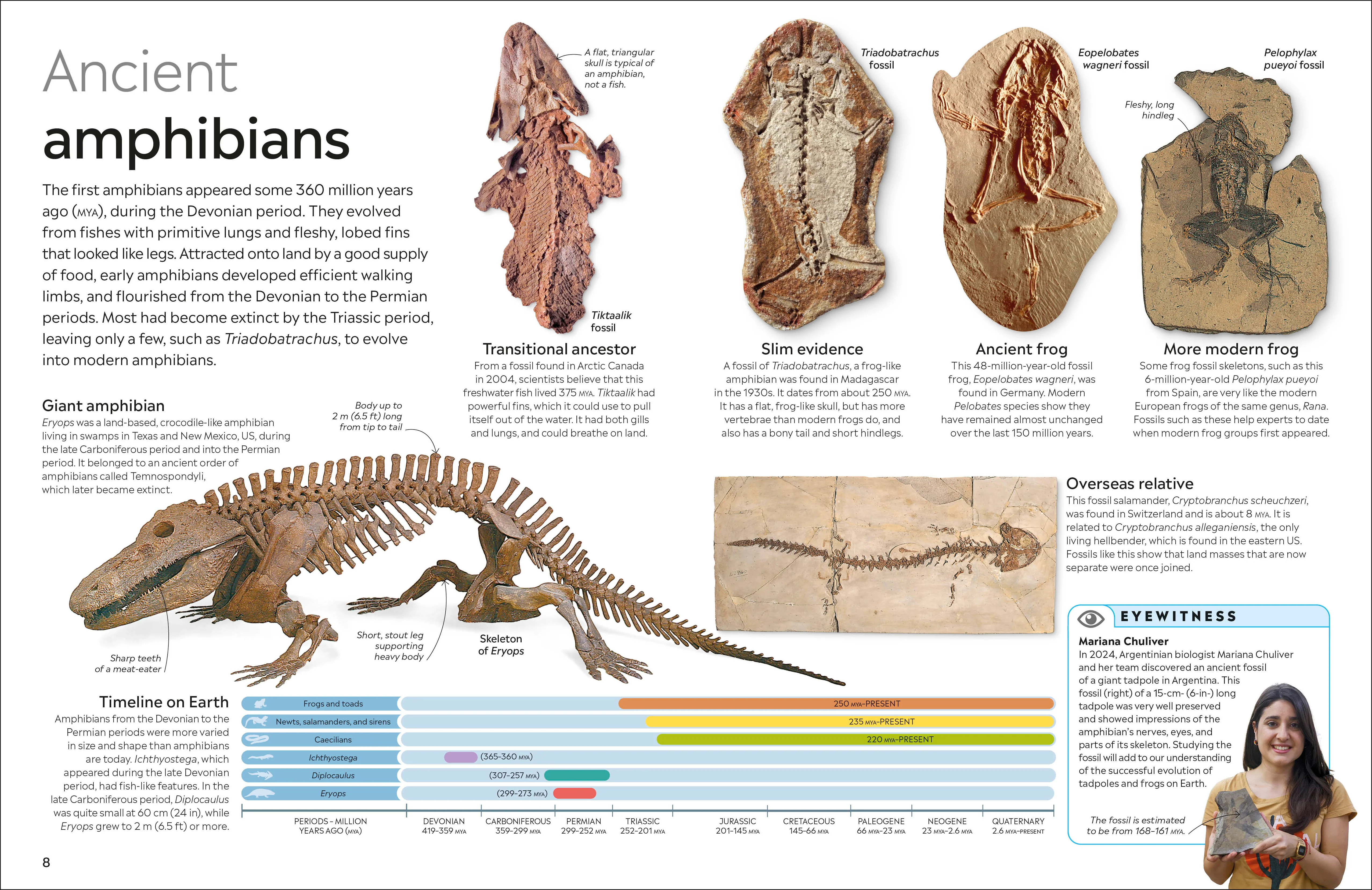 Eyewitness Amphibian - Image 4